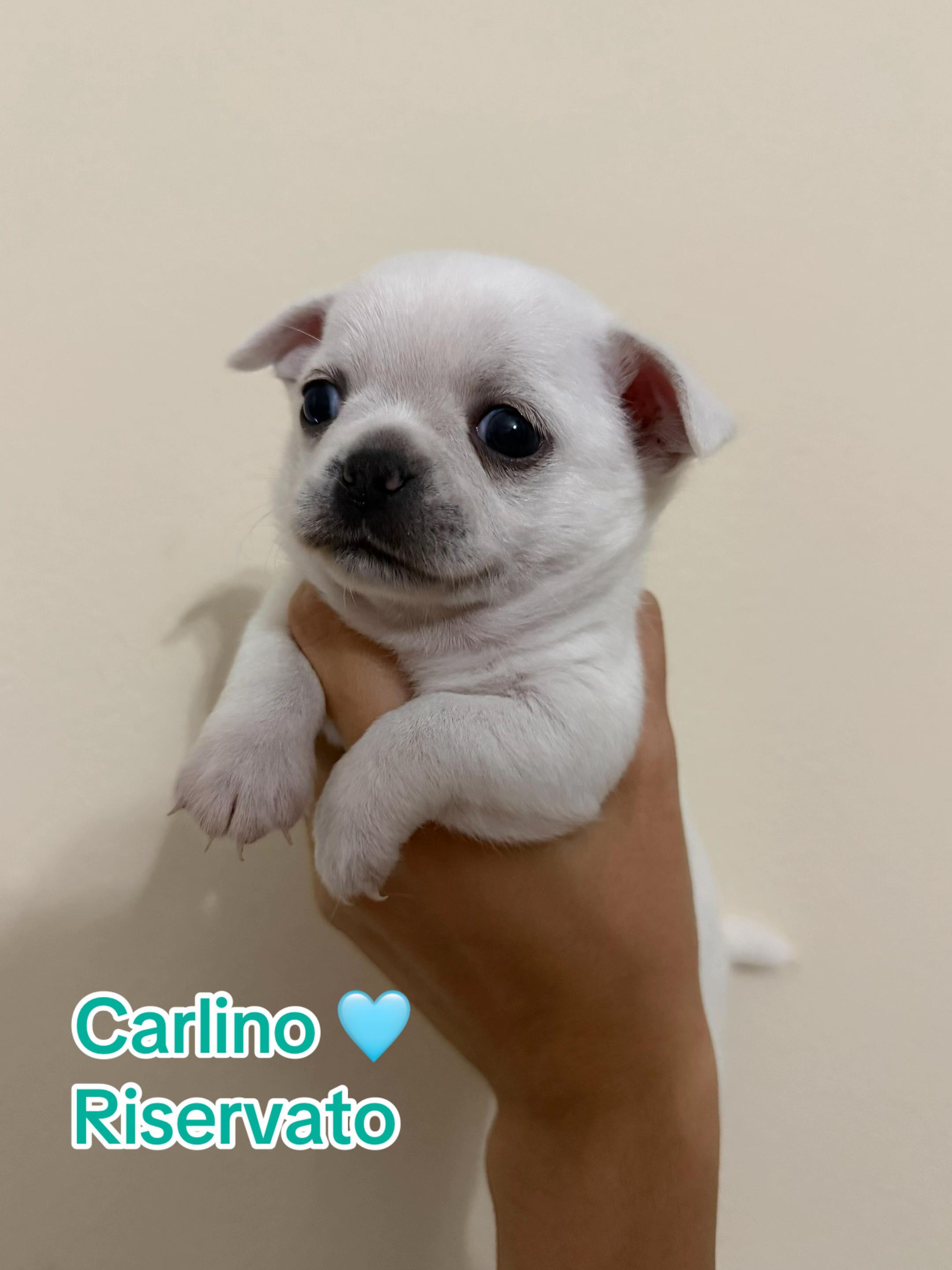@Chihuahua Piccoli Tesori