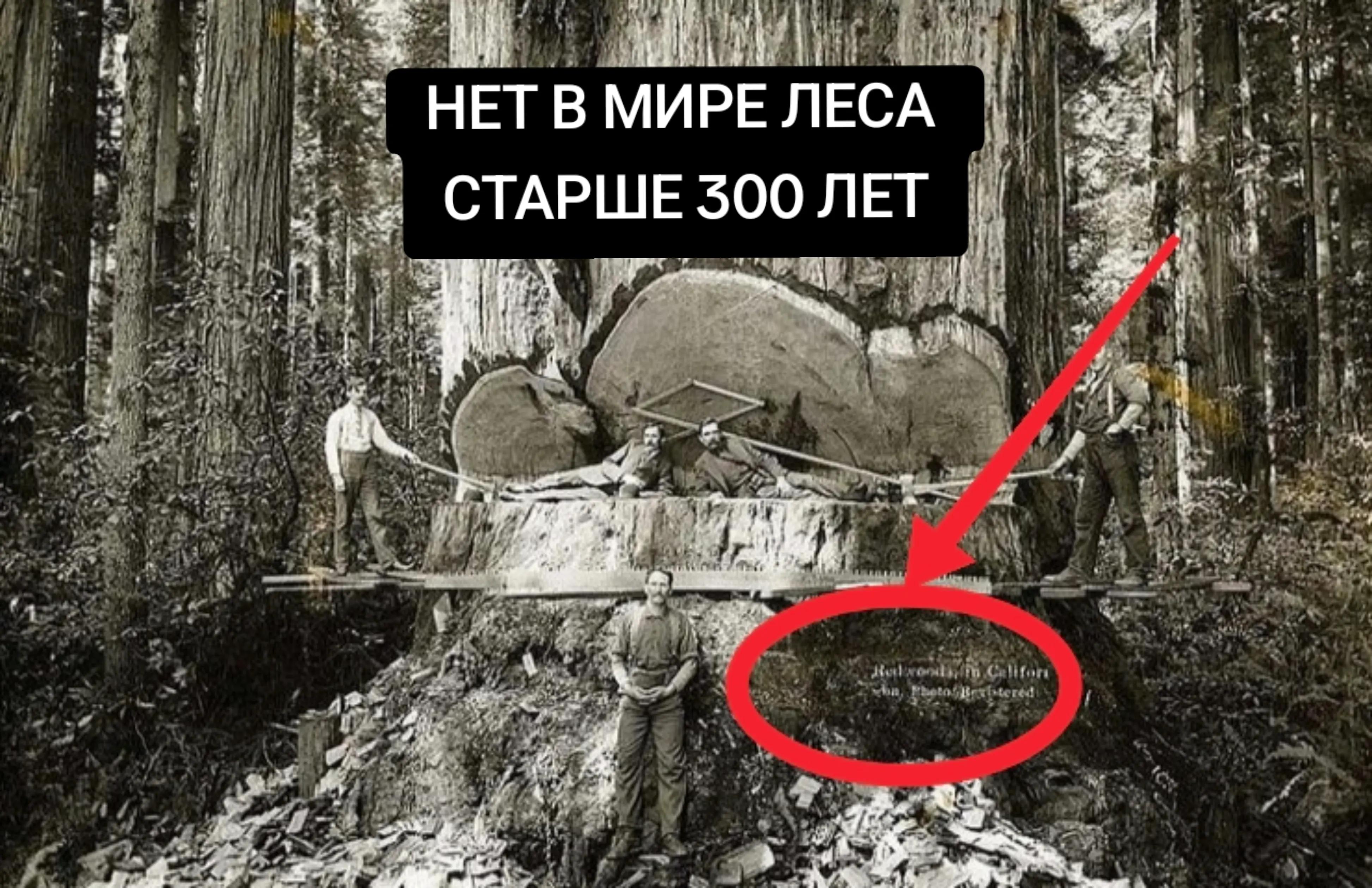 @glaube nicht (не верю)