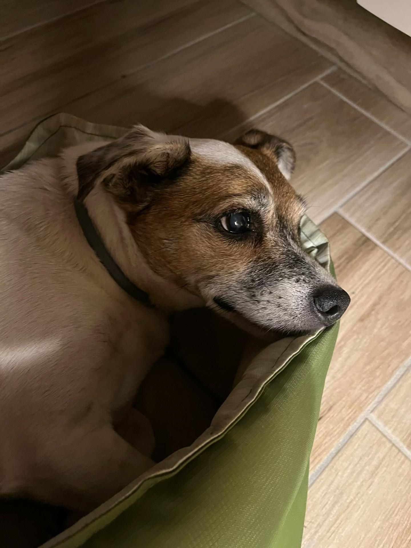 @Tanya Volontaria Animalista