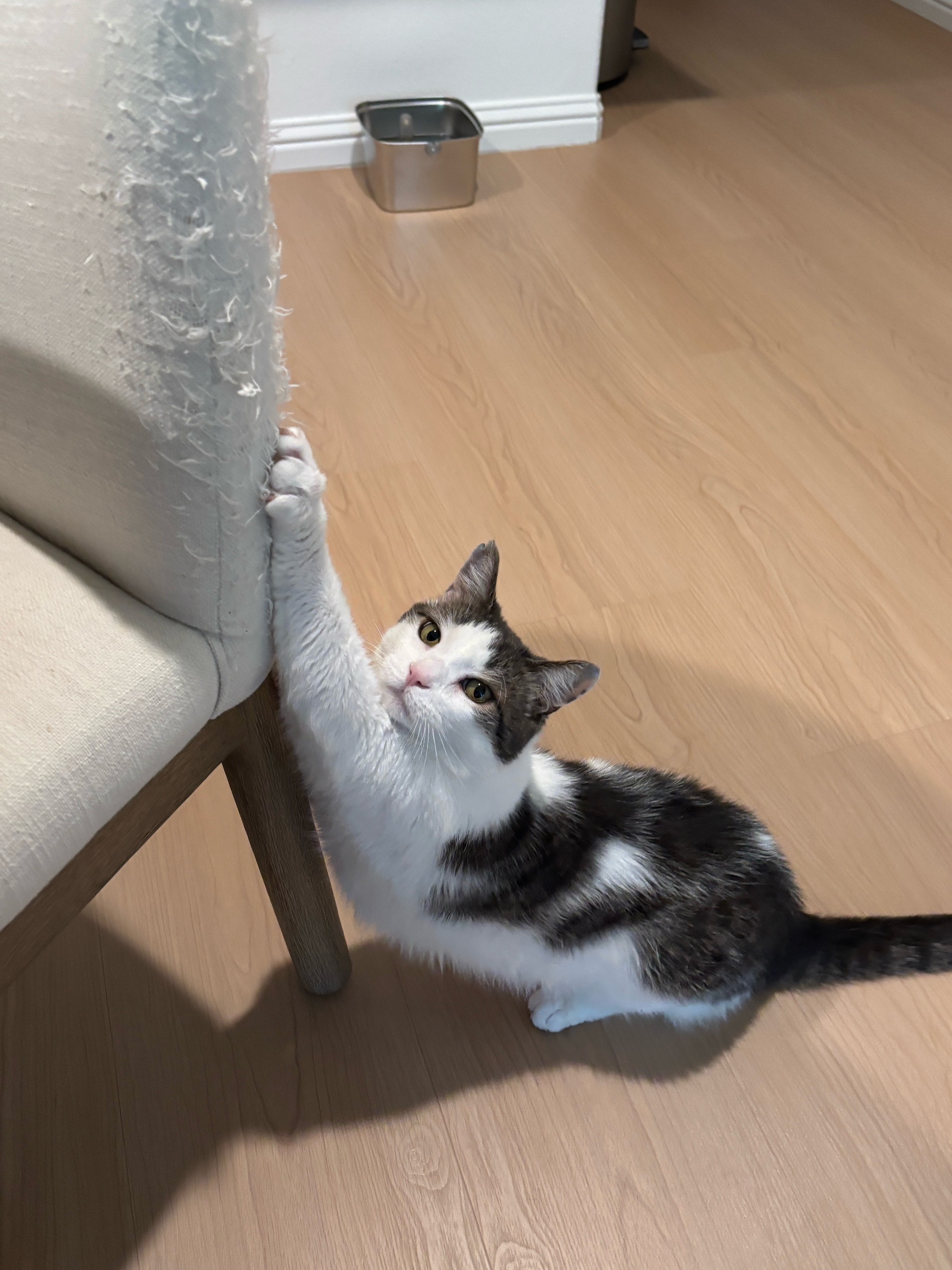 @Mimi Wawa Meow
