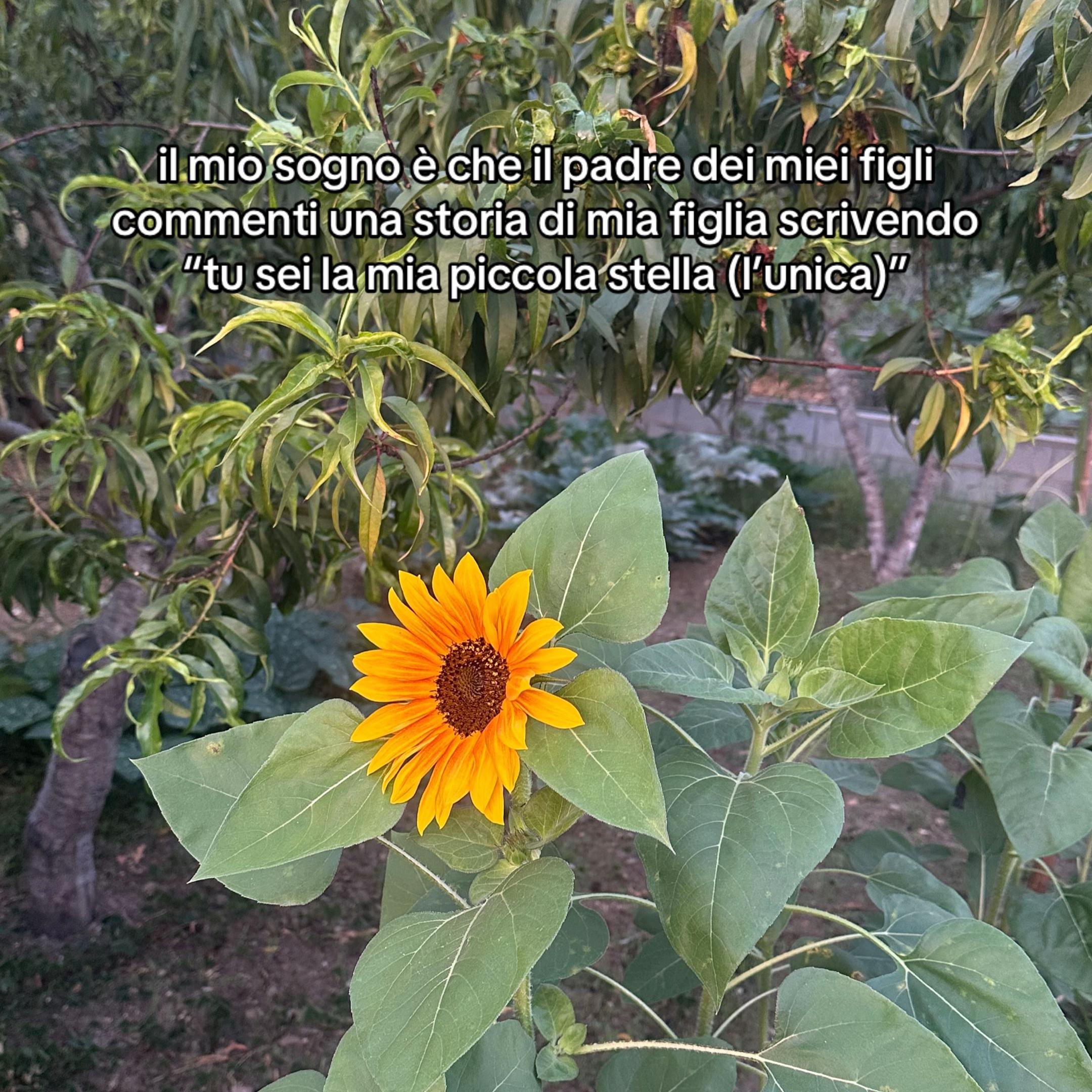 @miccola21