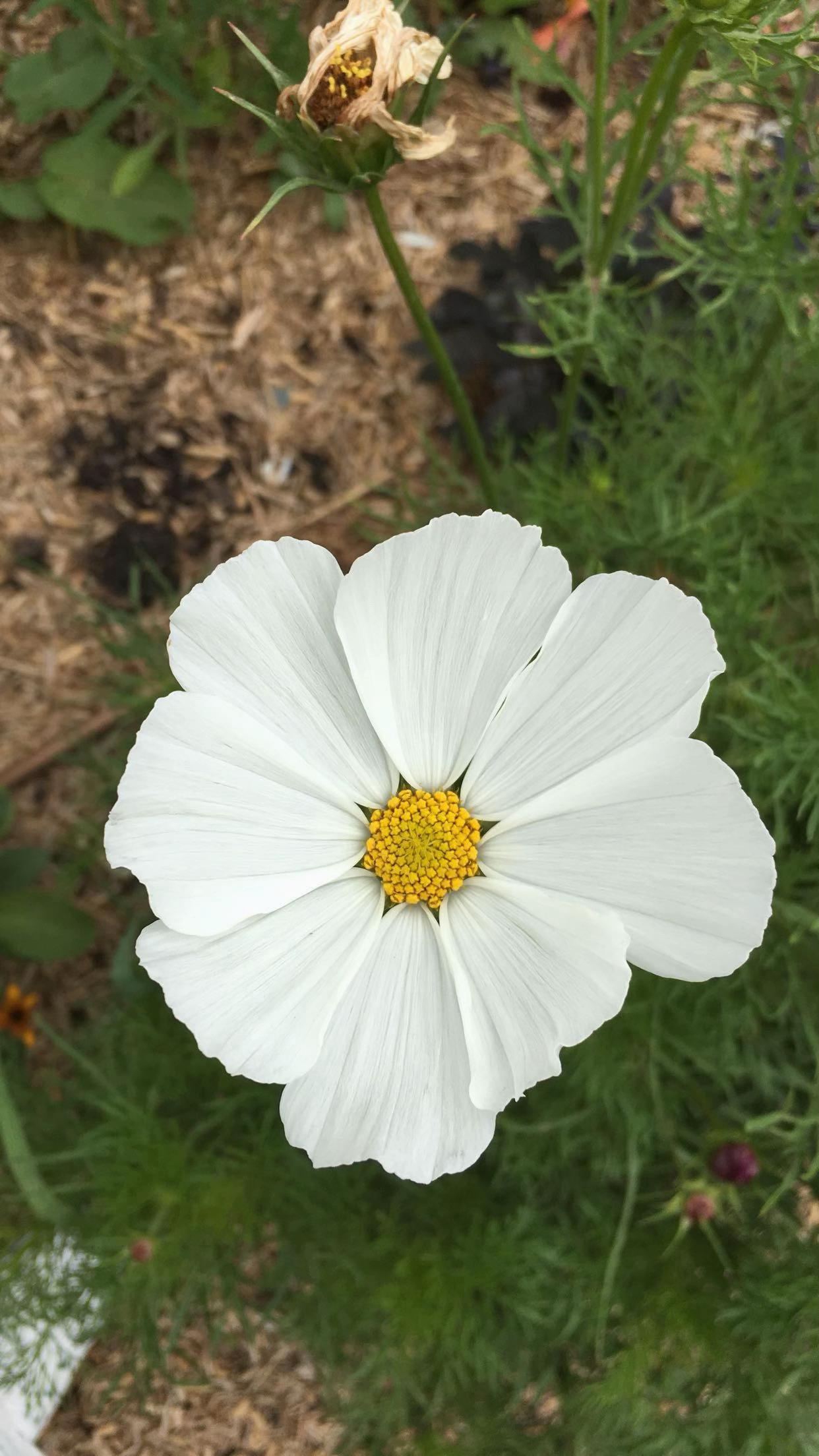 @🍀ܘܪܕܐ 🍀