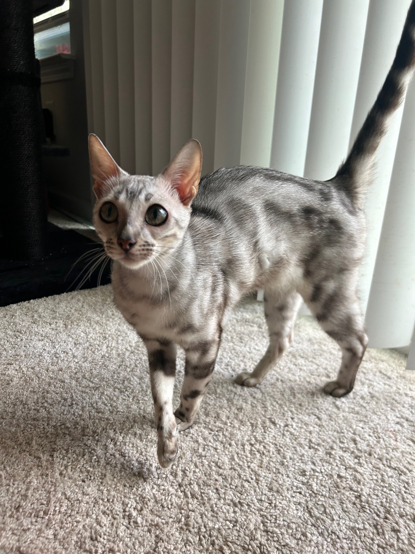 @Sagethebengal