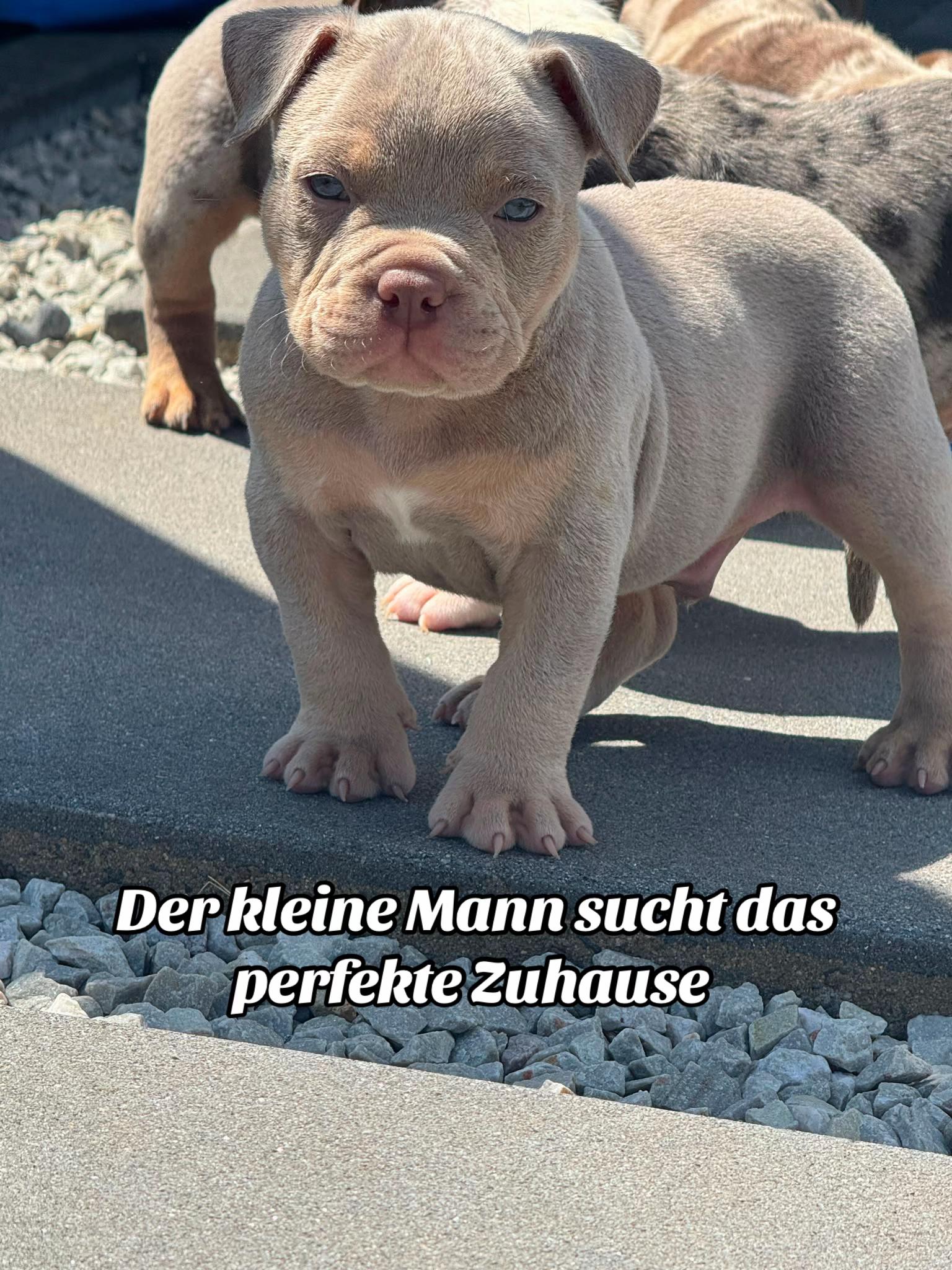 @big_muscle_bullys