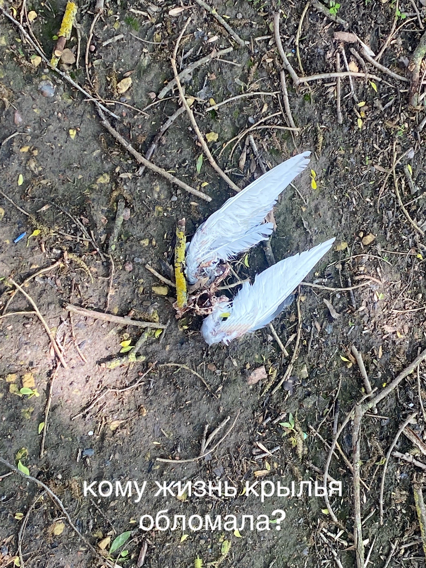 @Линочка Фонк𖣂