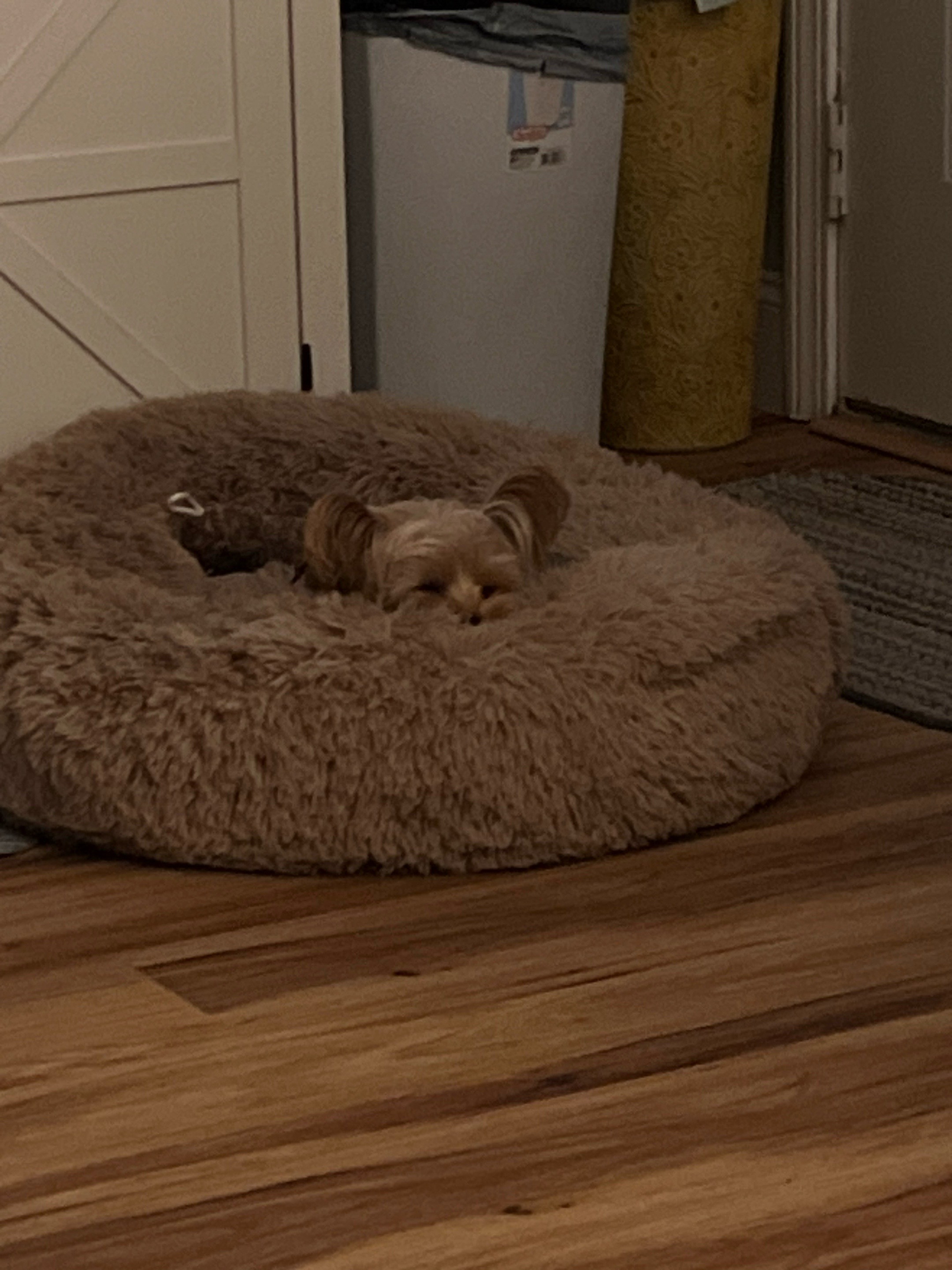 @💎Mia💎Yorkie💎