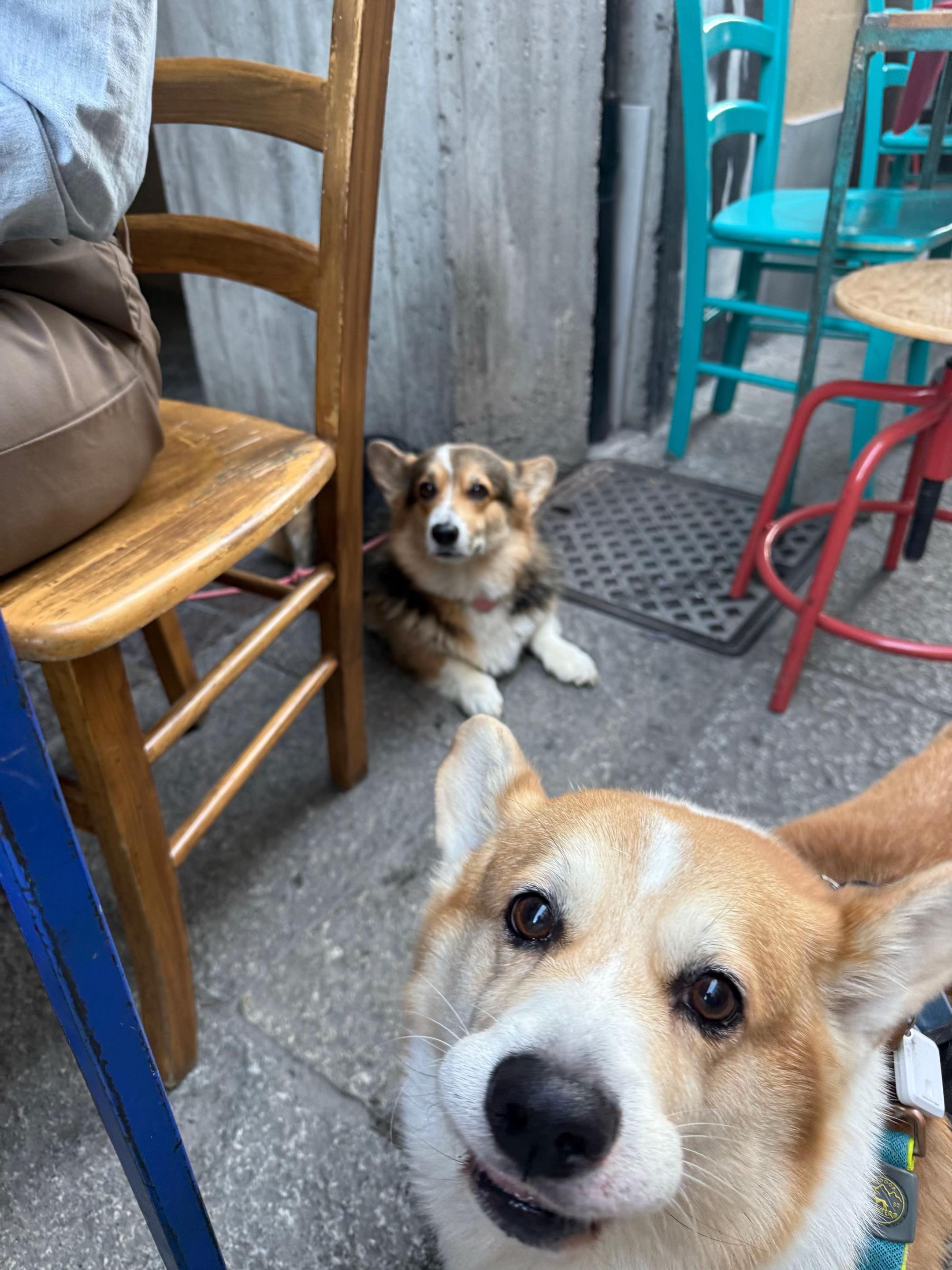 @Cheddar the Corgi