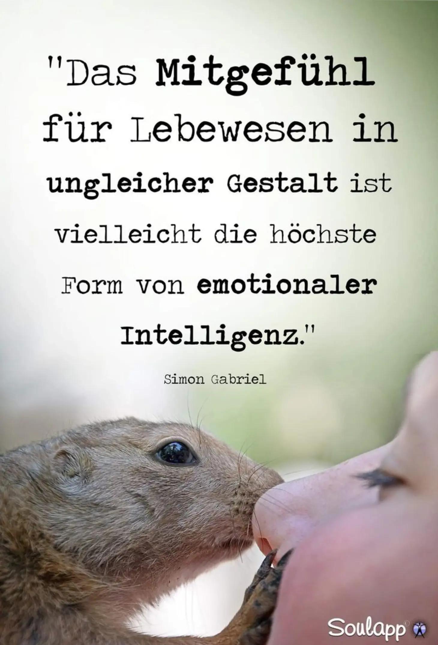 @Ava Animal 🩷🐾🩷