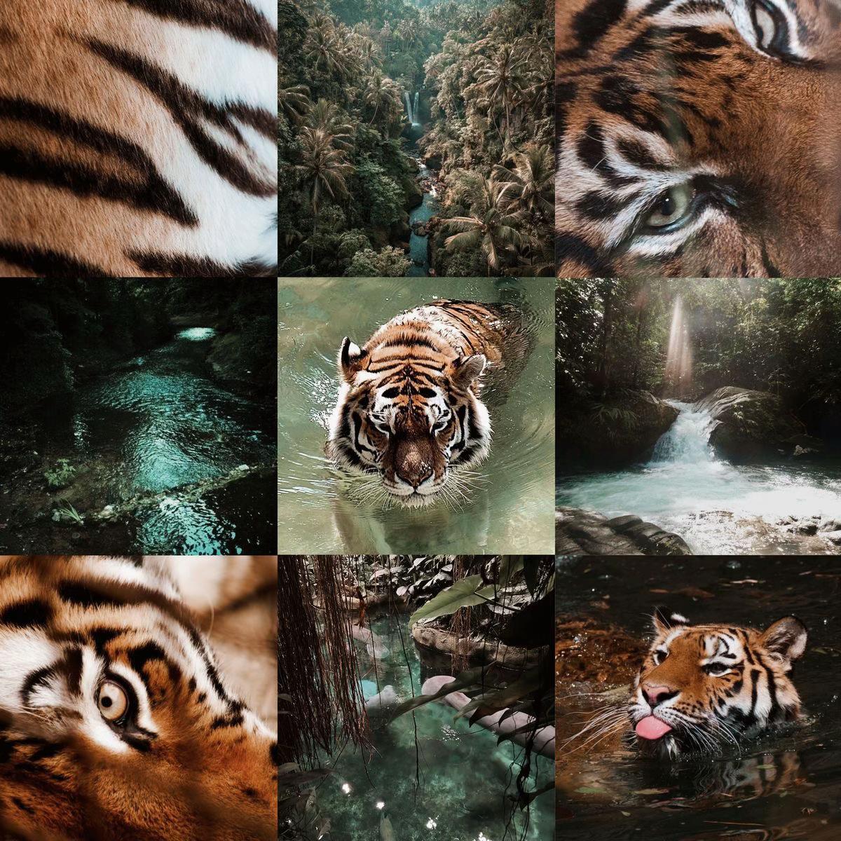 @𝘛𝘪𝘨𝘳𝘦𝘴𝘴 ⌗ 🐅