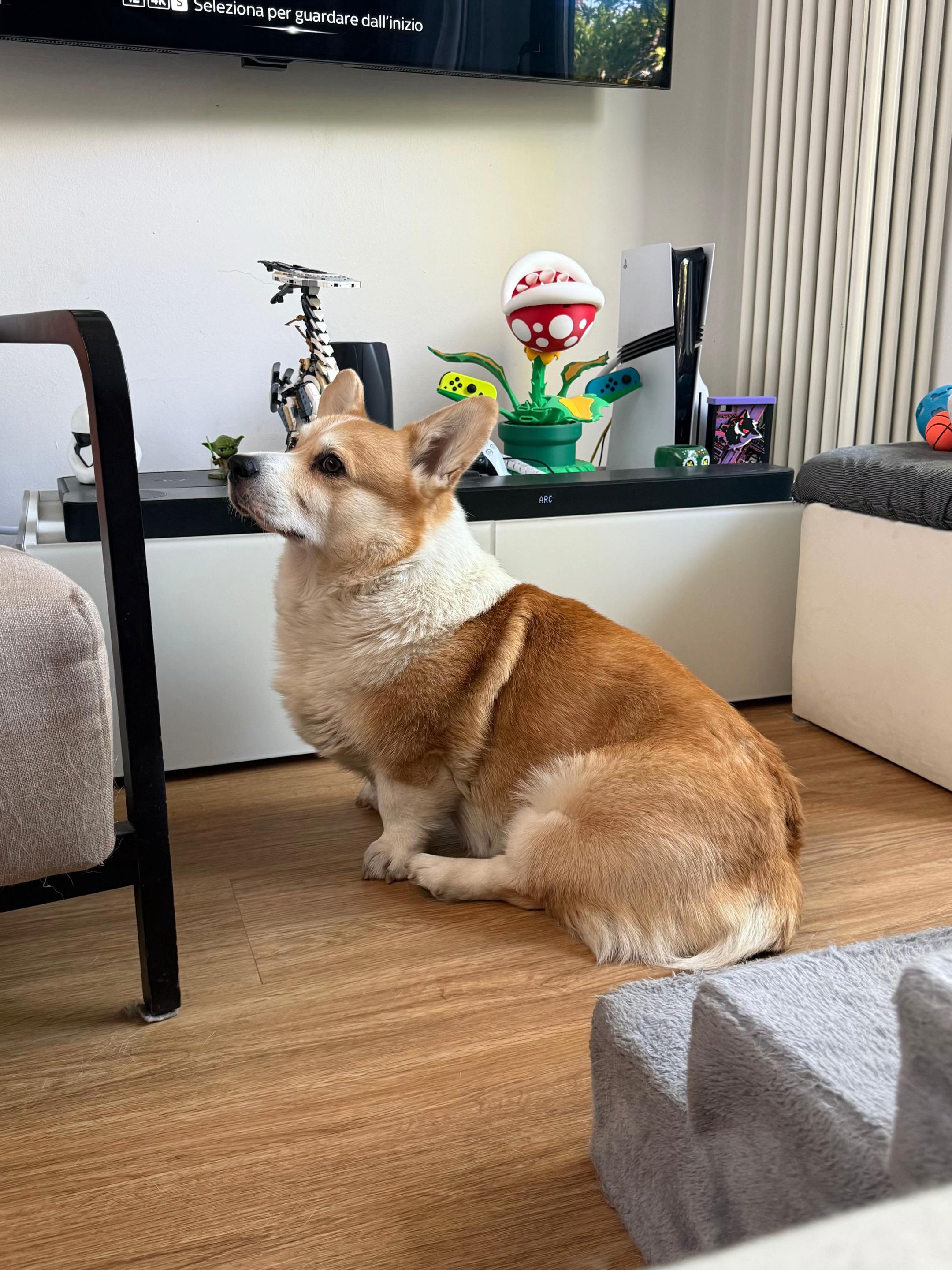 @Cheddar the Corgi