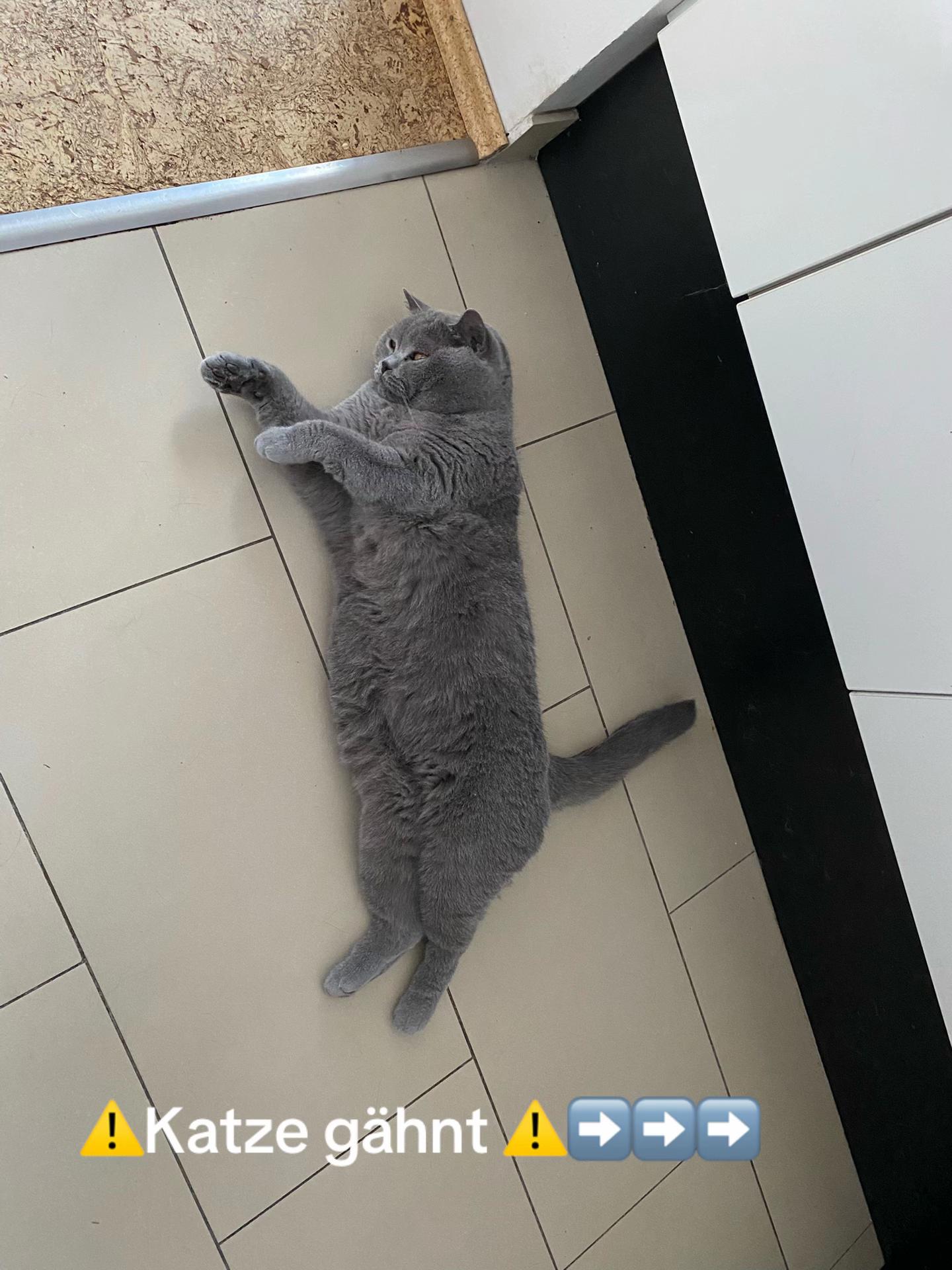 @😸