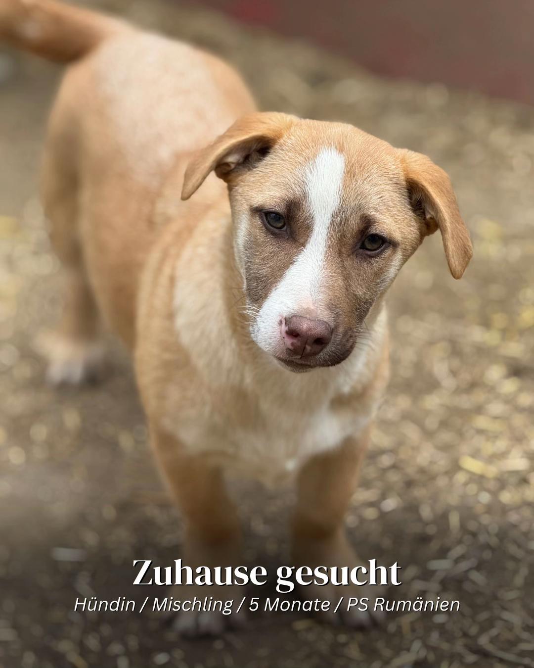 @SpecialDogs e.V.