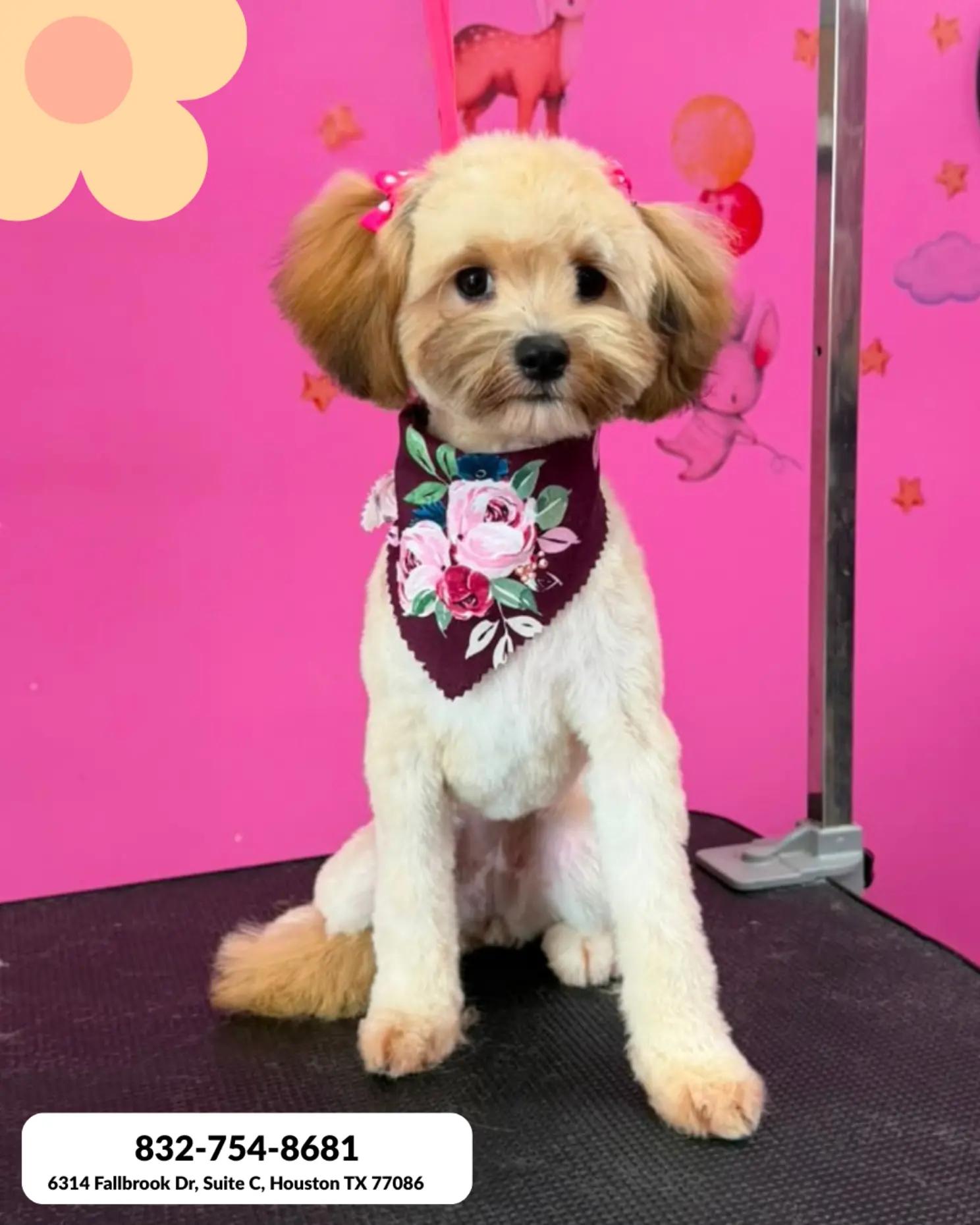 @bubulabapetgrooming