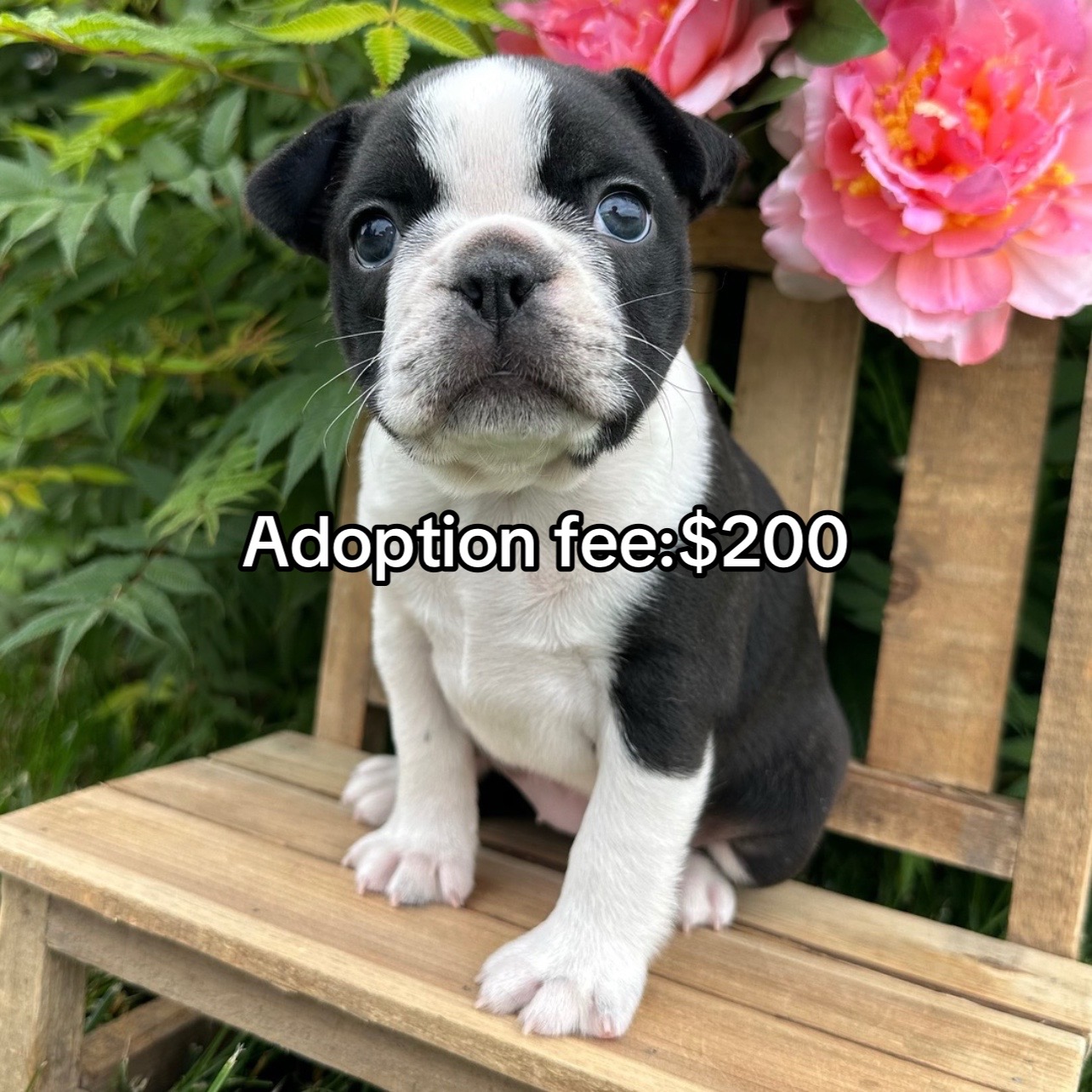 @Boston terriers puppies