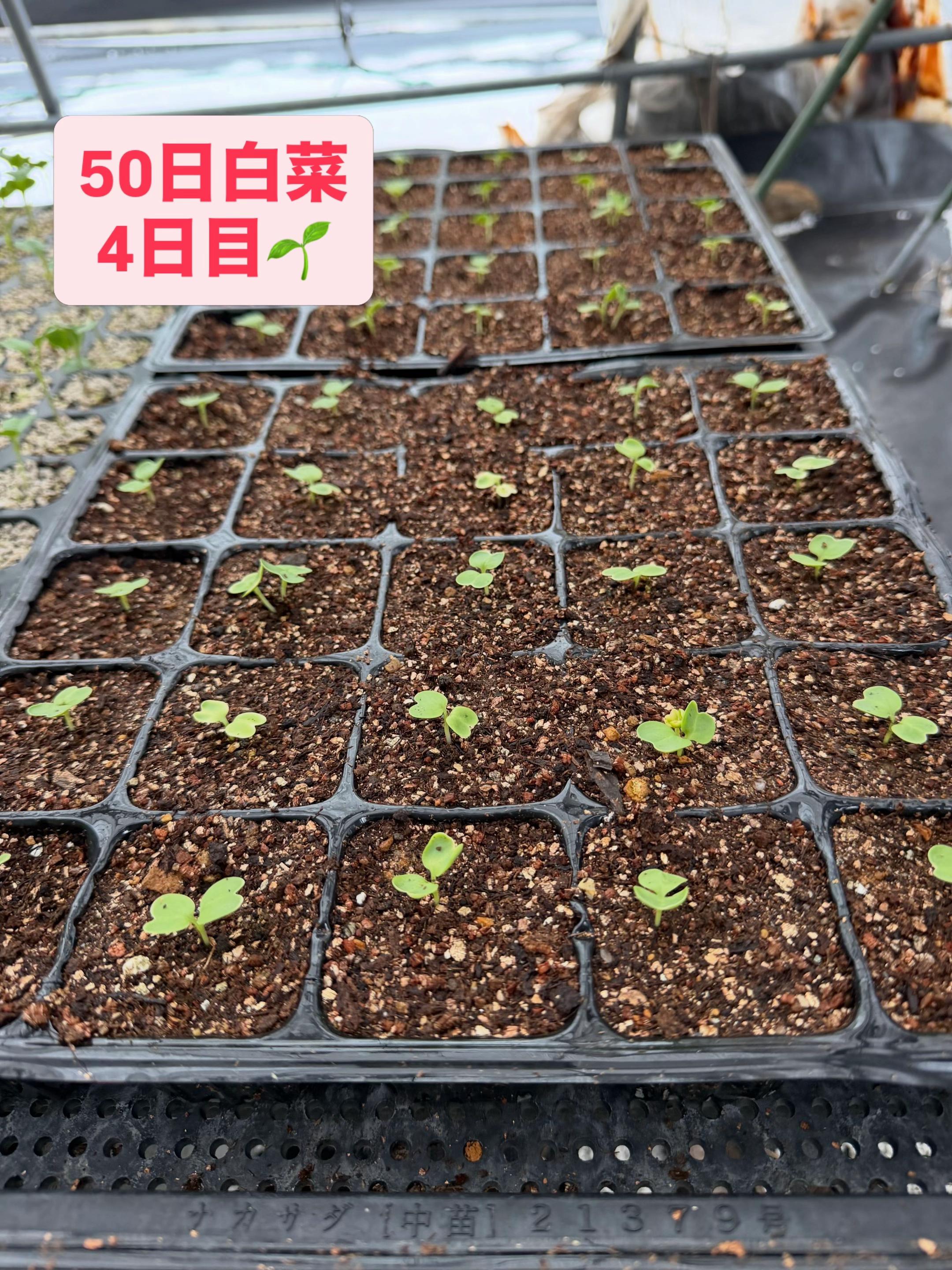 @堀井農園