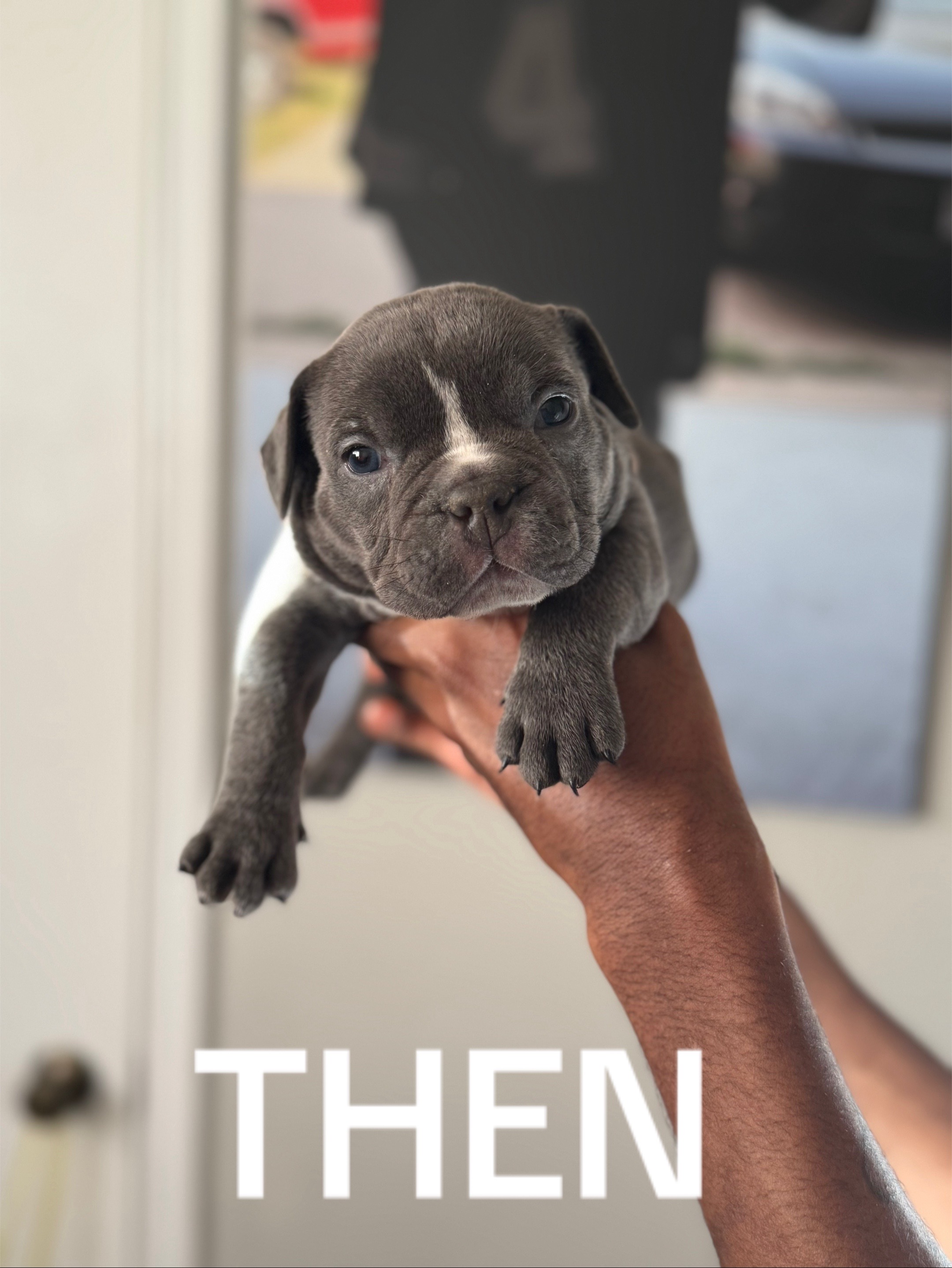 @BigDawgKennels