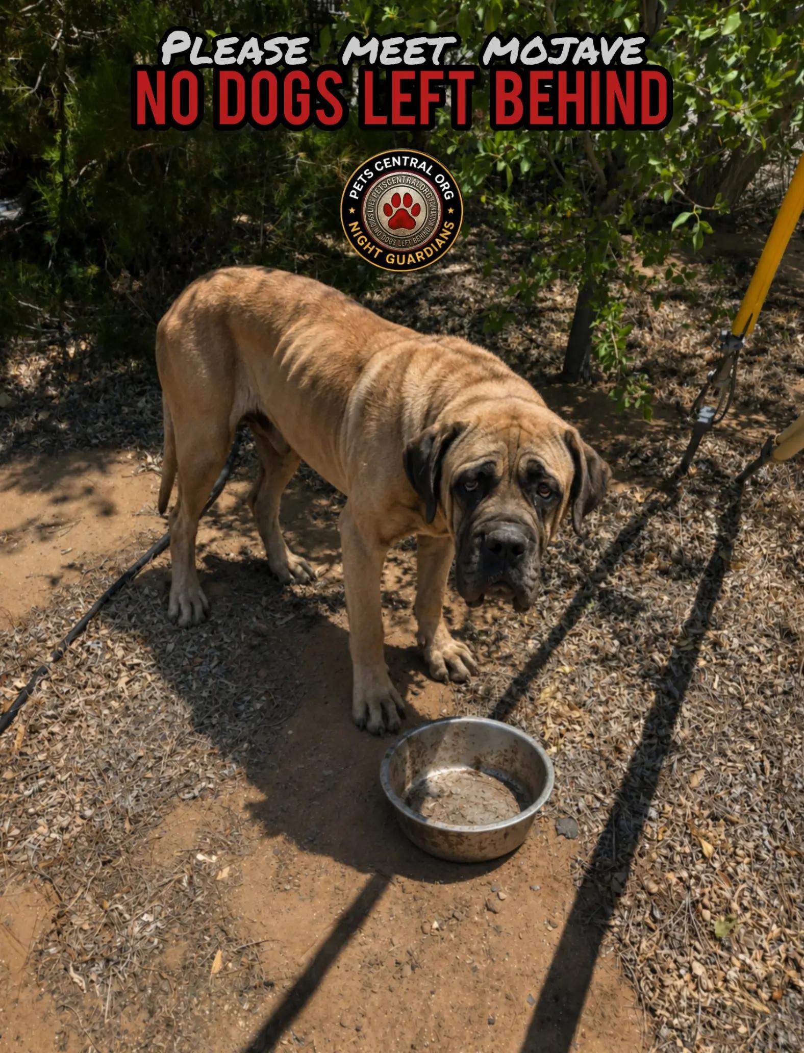 @Petscentralorg DLM Foundation
