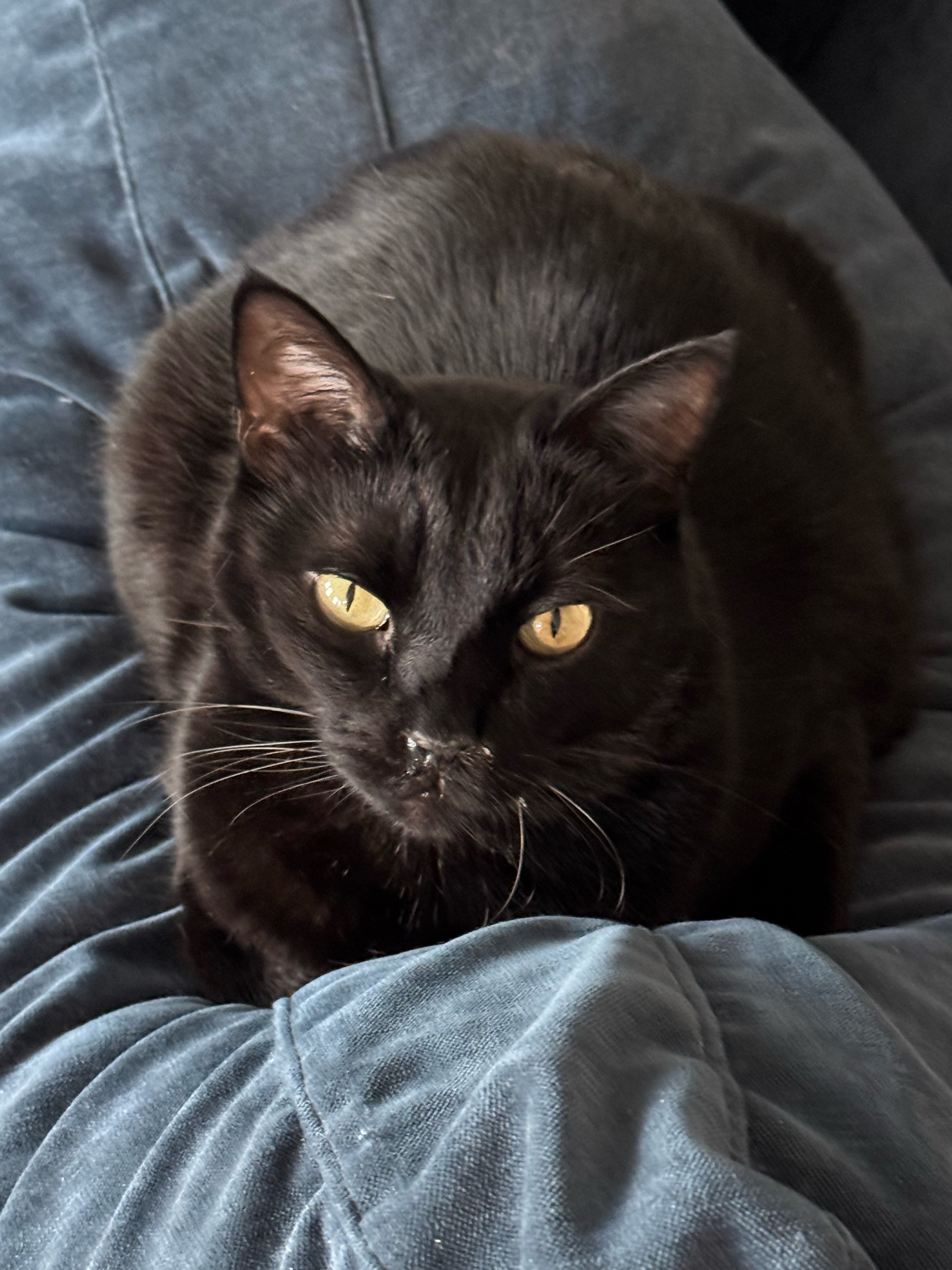 @mischievousmoblincat