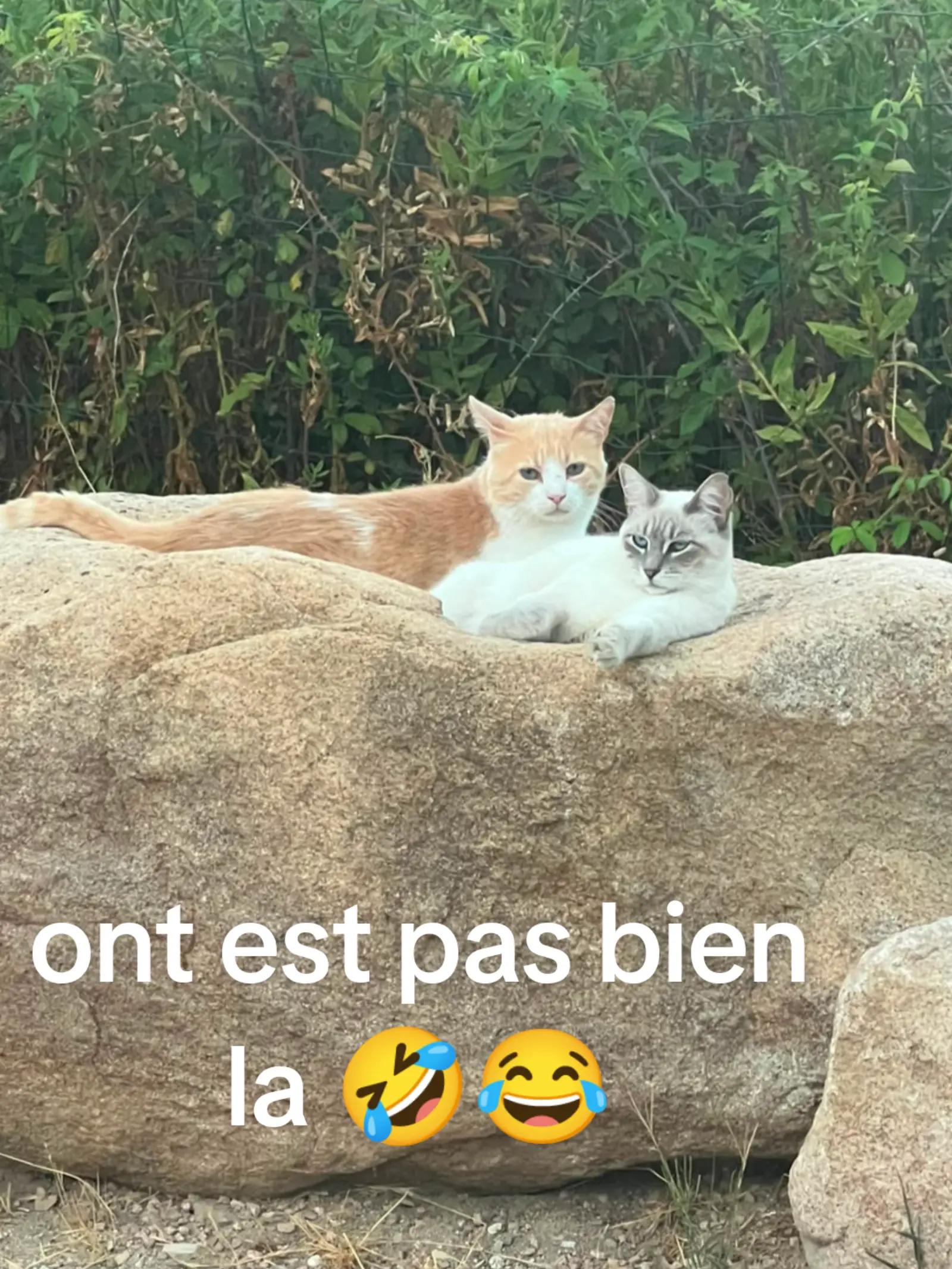 @Mireillevolletber
