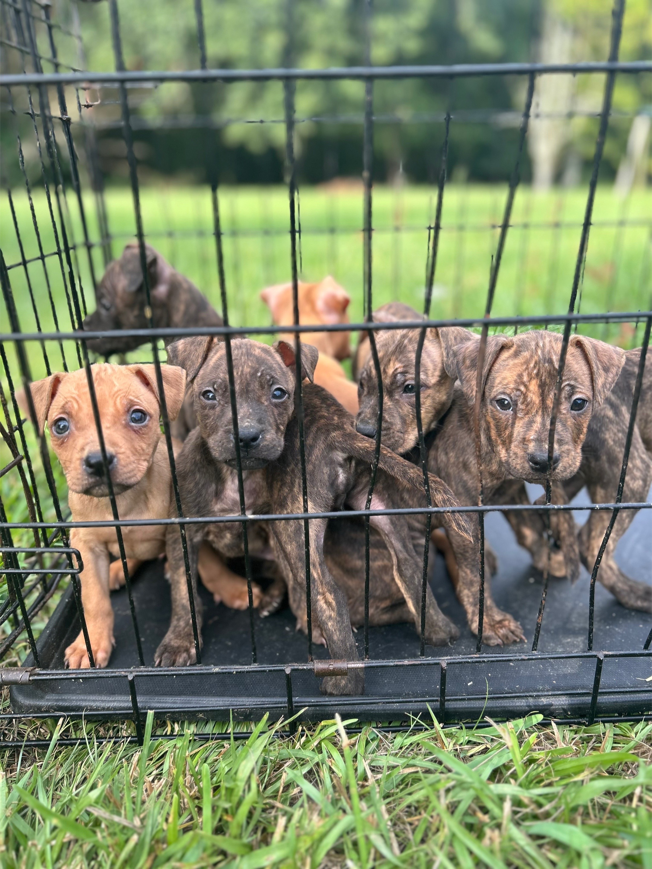 @Big Bookie Kennels