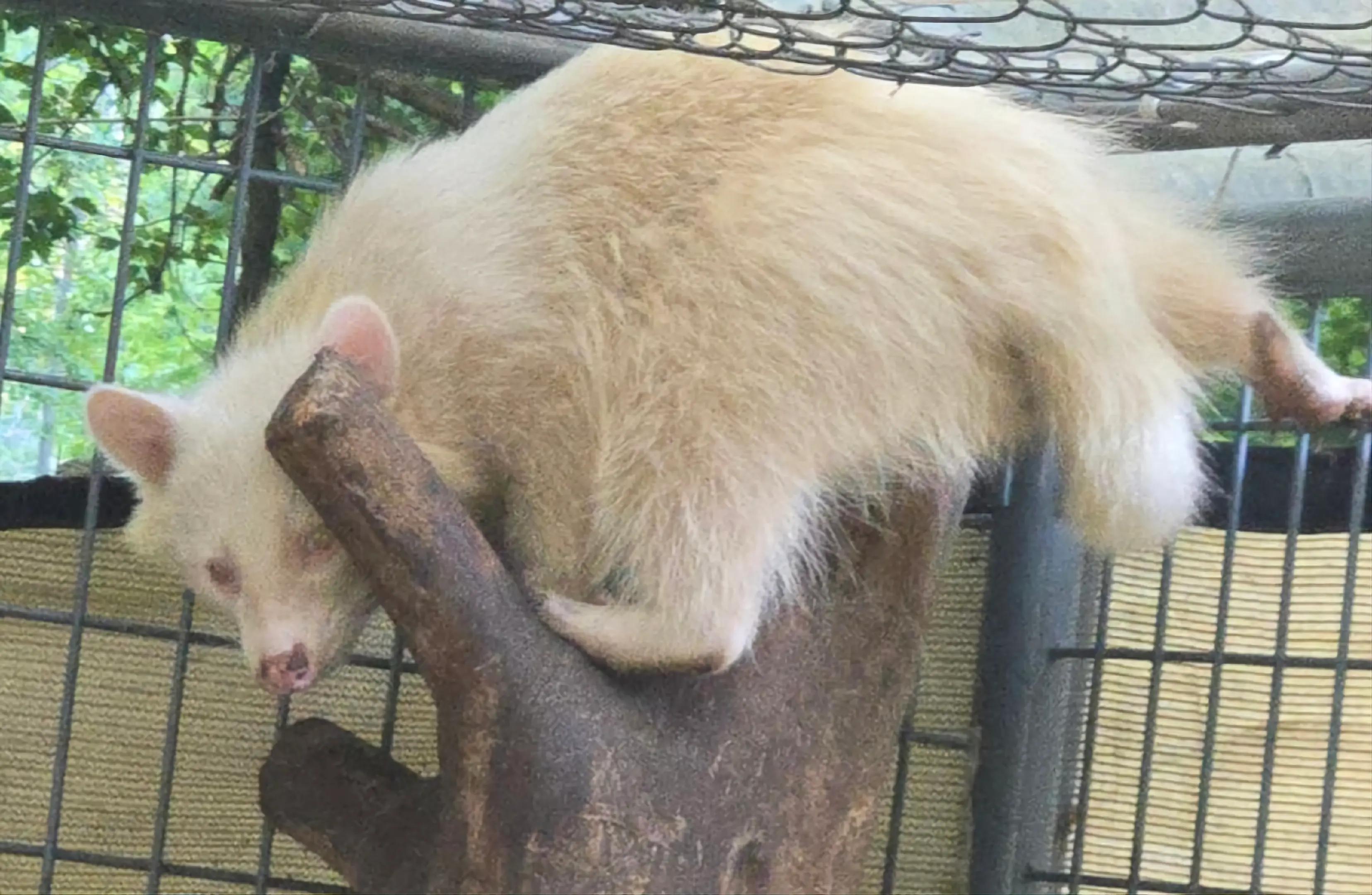 @My Little Exotic Zoo