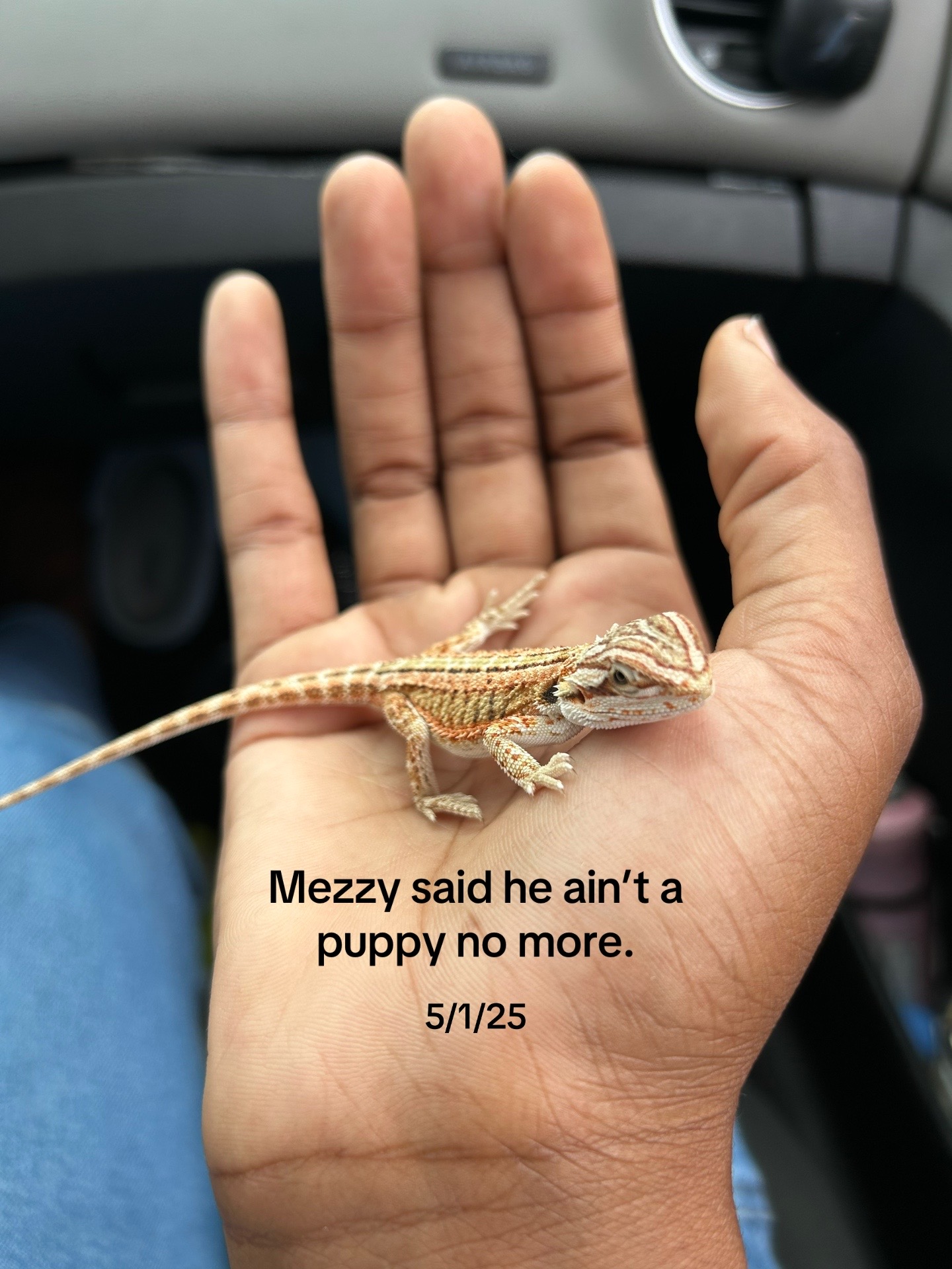 @Mezzy 🦎