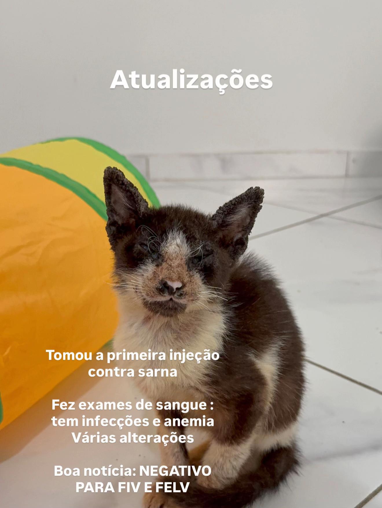 @ogatorenatinho