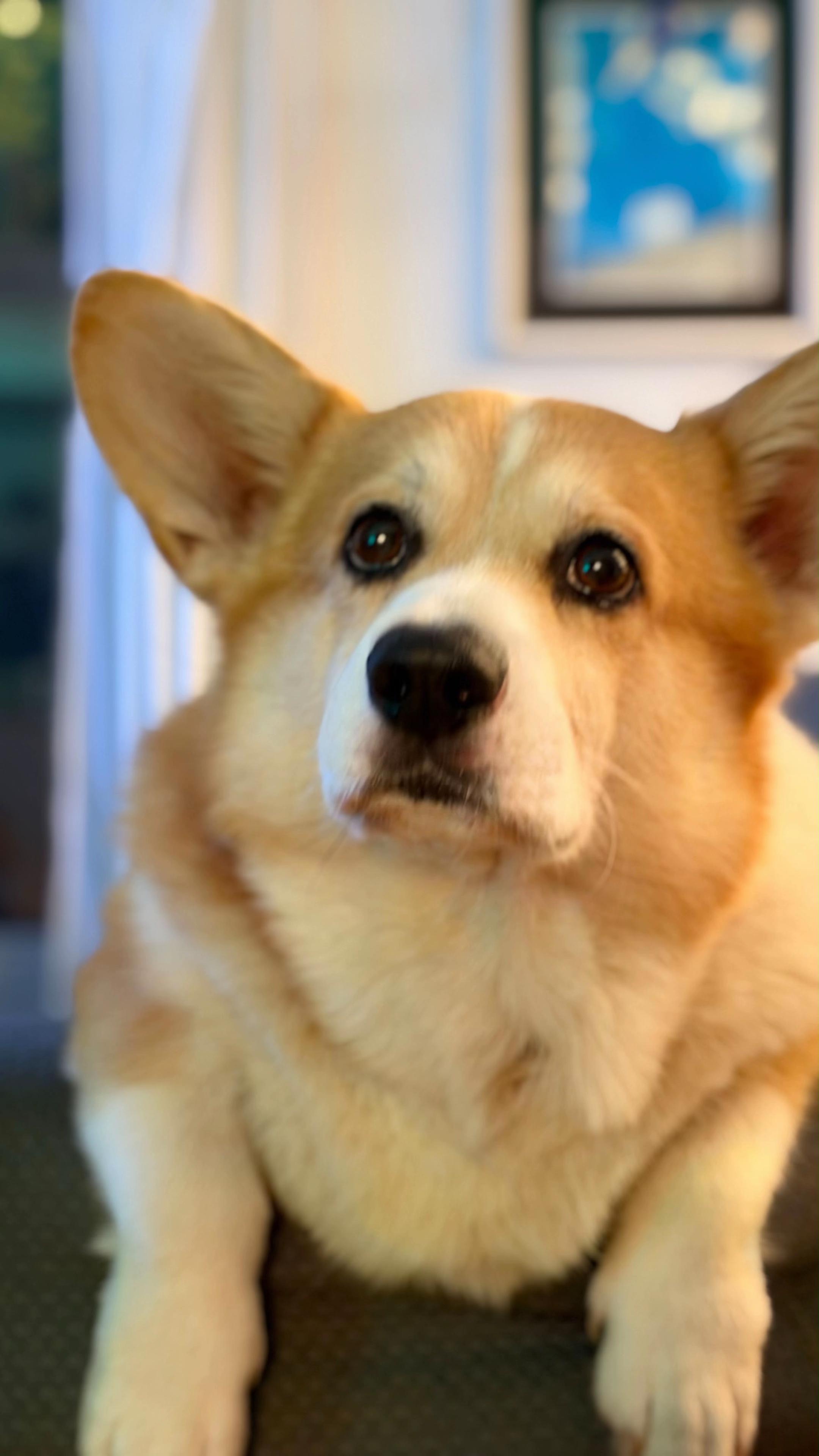 @Cheddar the Corgi