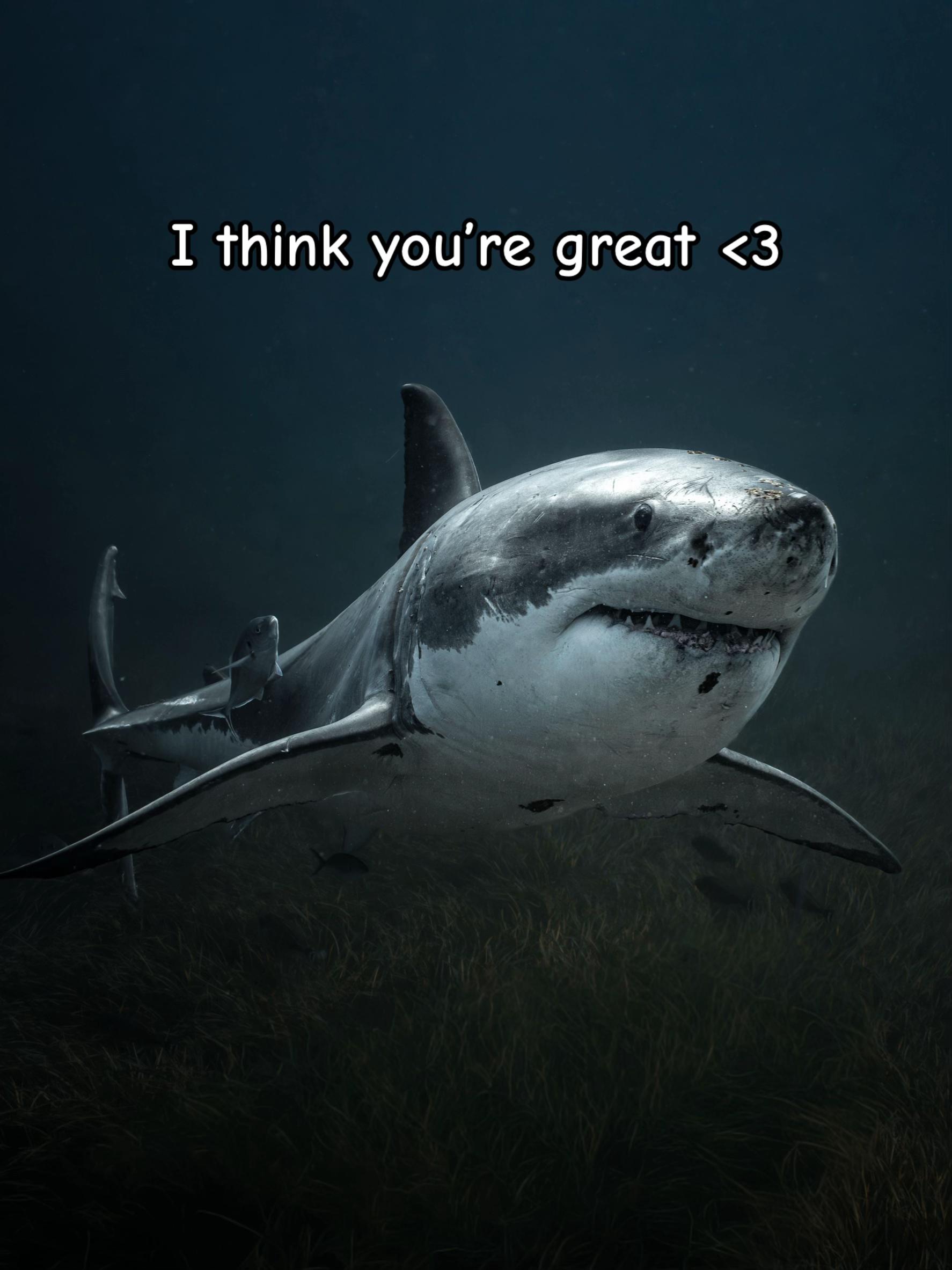 @Kendall | Shark Photographer