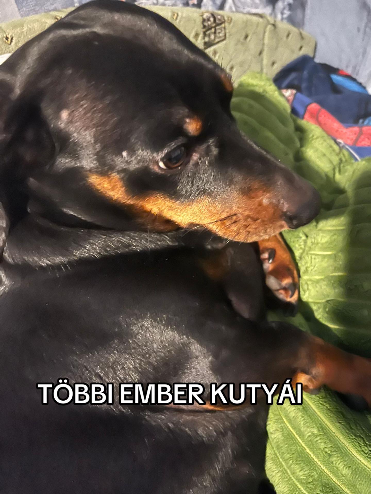 @TOFIKA🐶