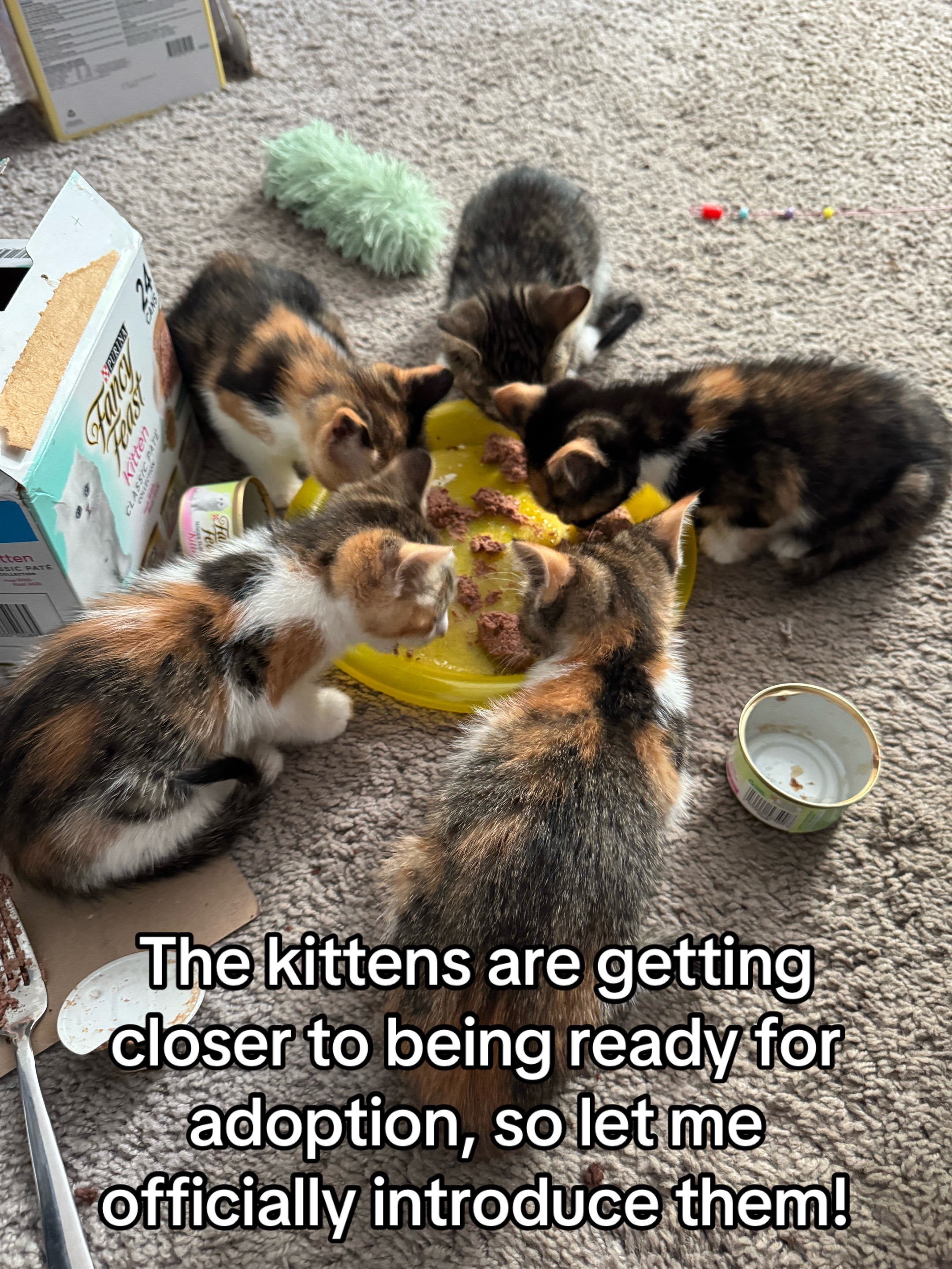 @Chaos and Cats