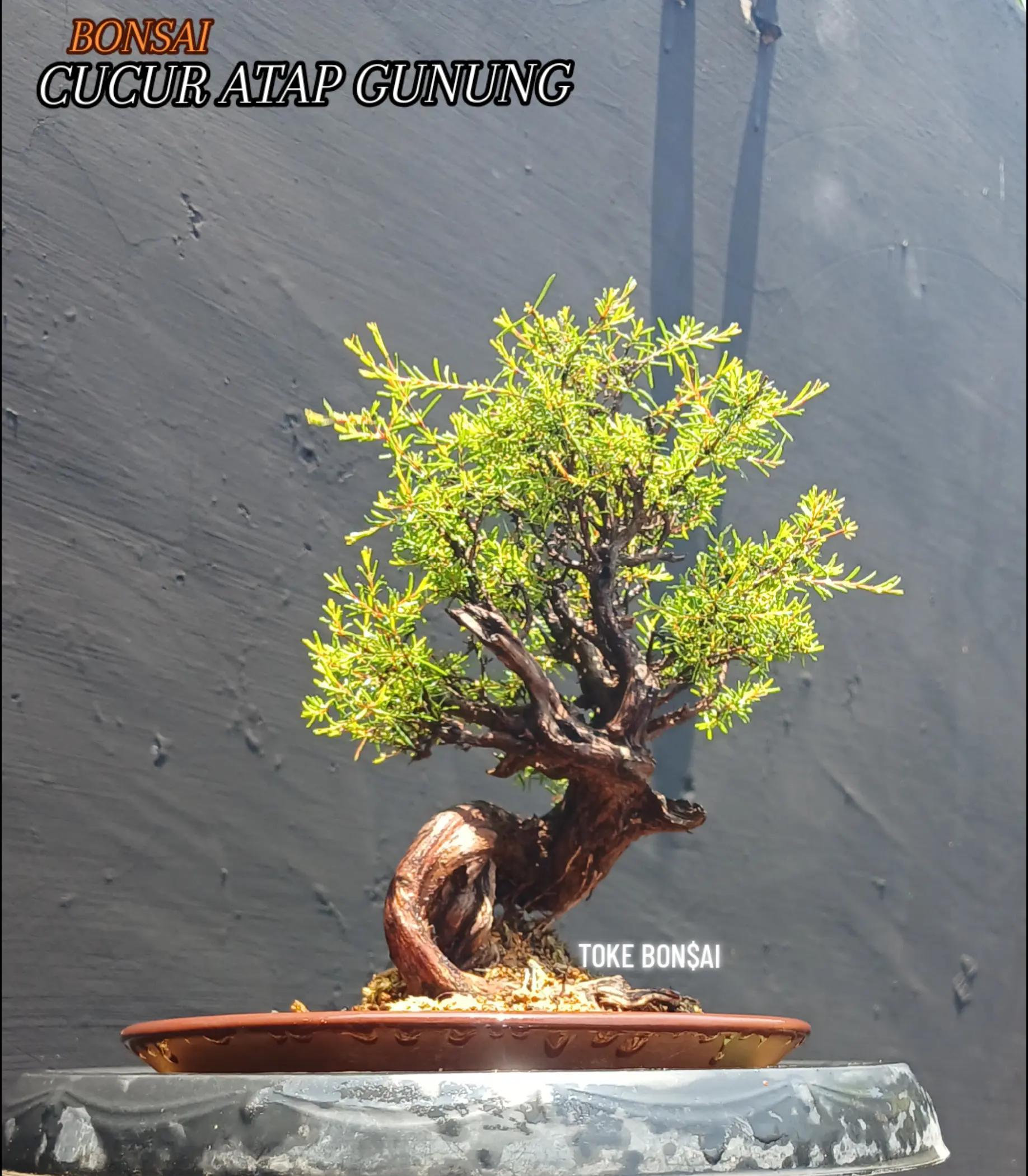 @Toke bonsai galeri