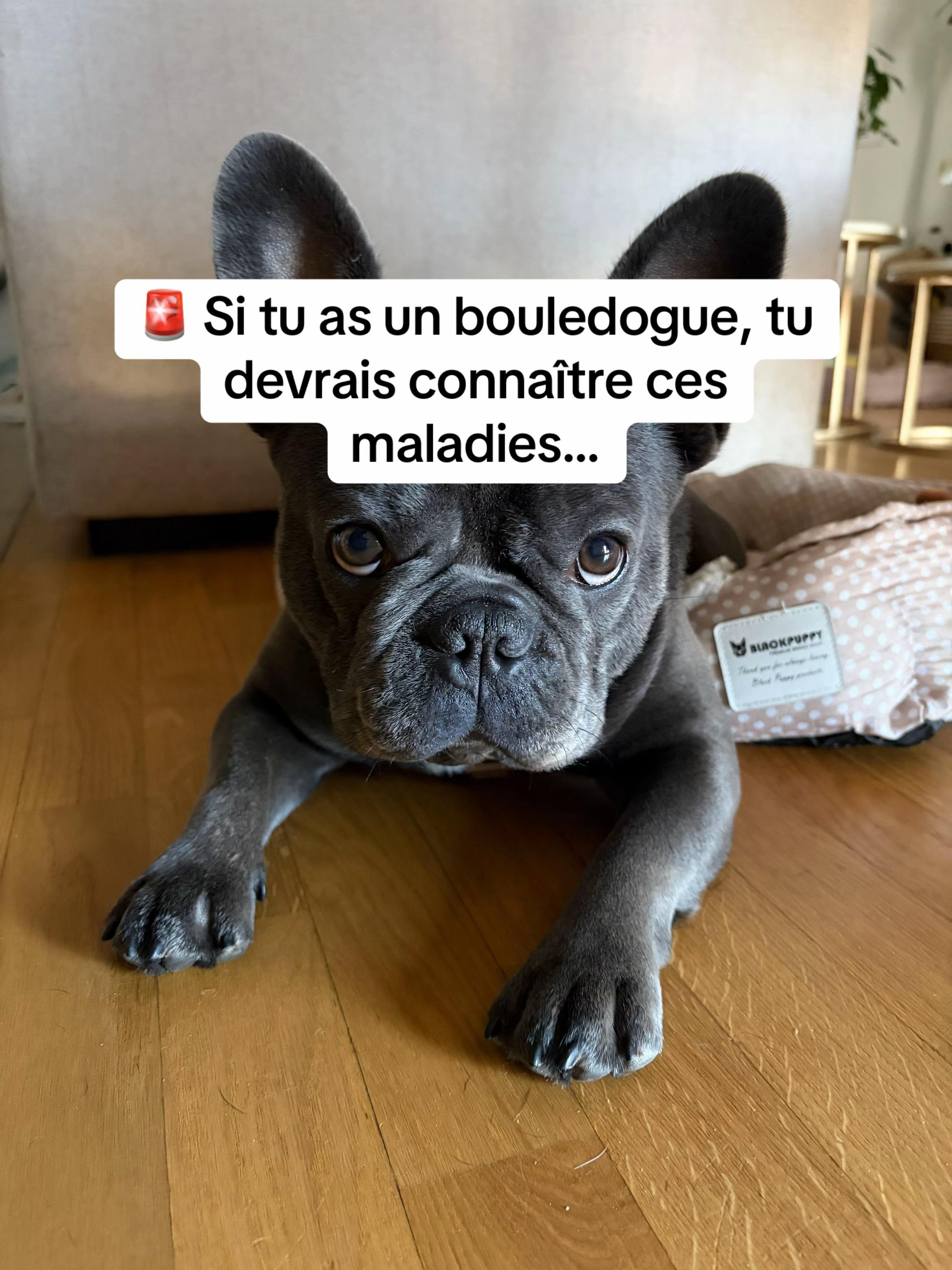 @Sunny Le Frenchie 🐾🌞