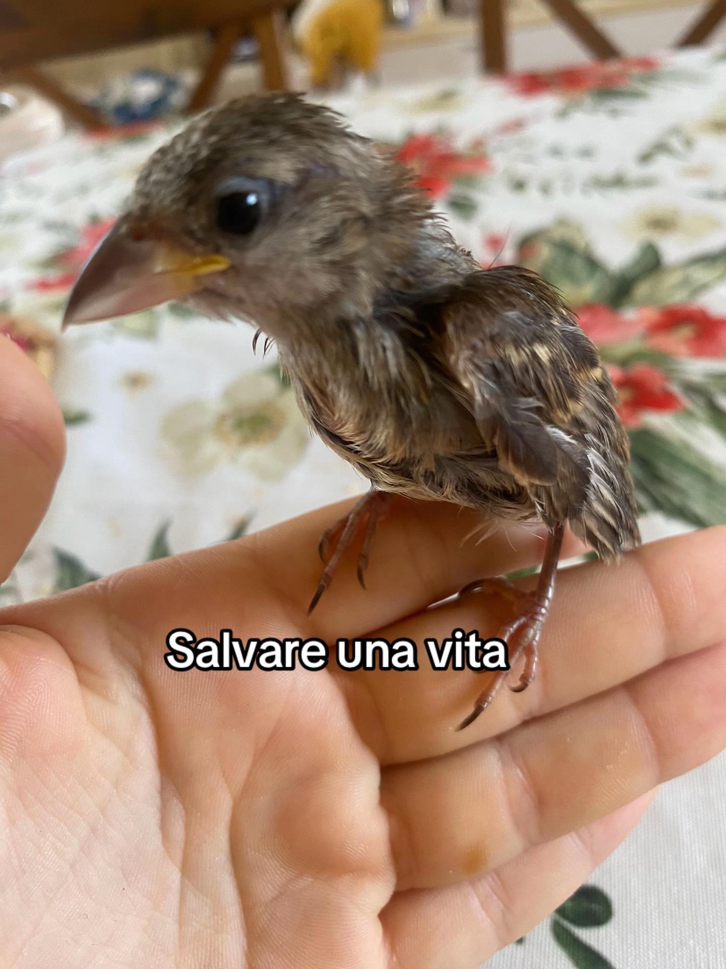 @Ponyclubilgattoelavolpe