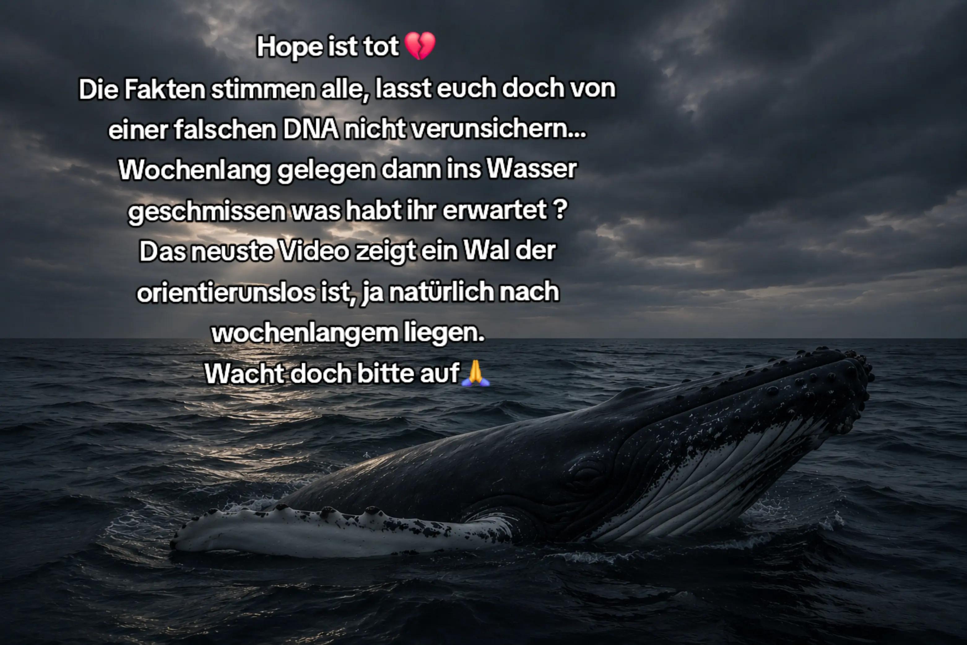 @🐳📚❤️DreamySusu❤️📚🐳