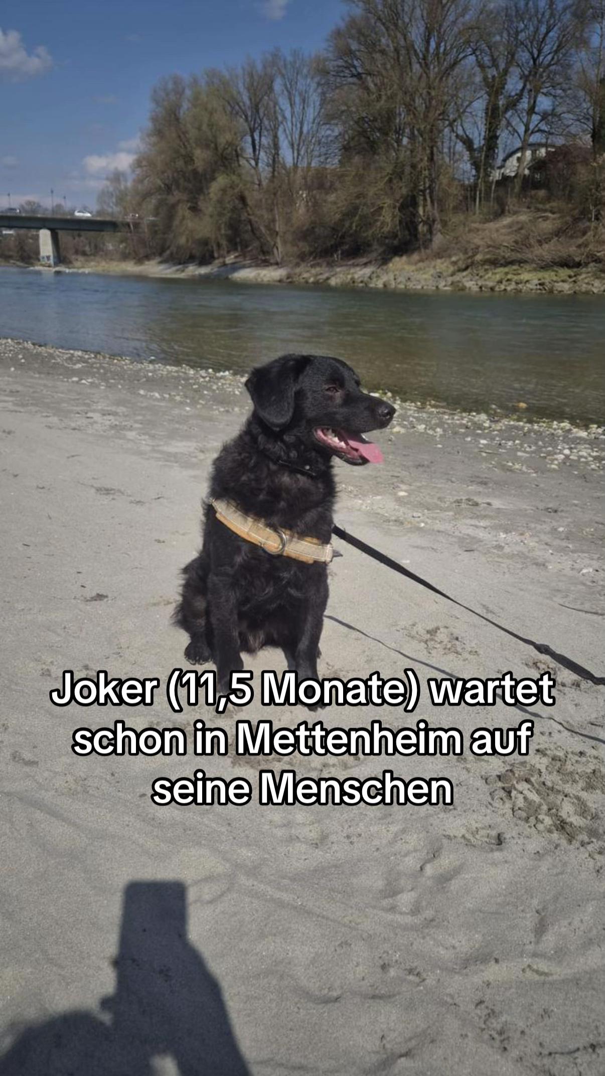 @Ankerhunde e.V.