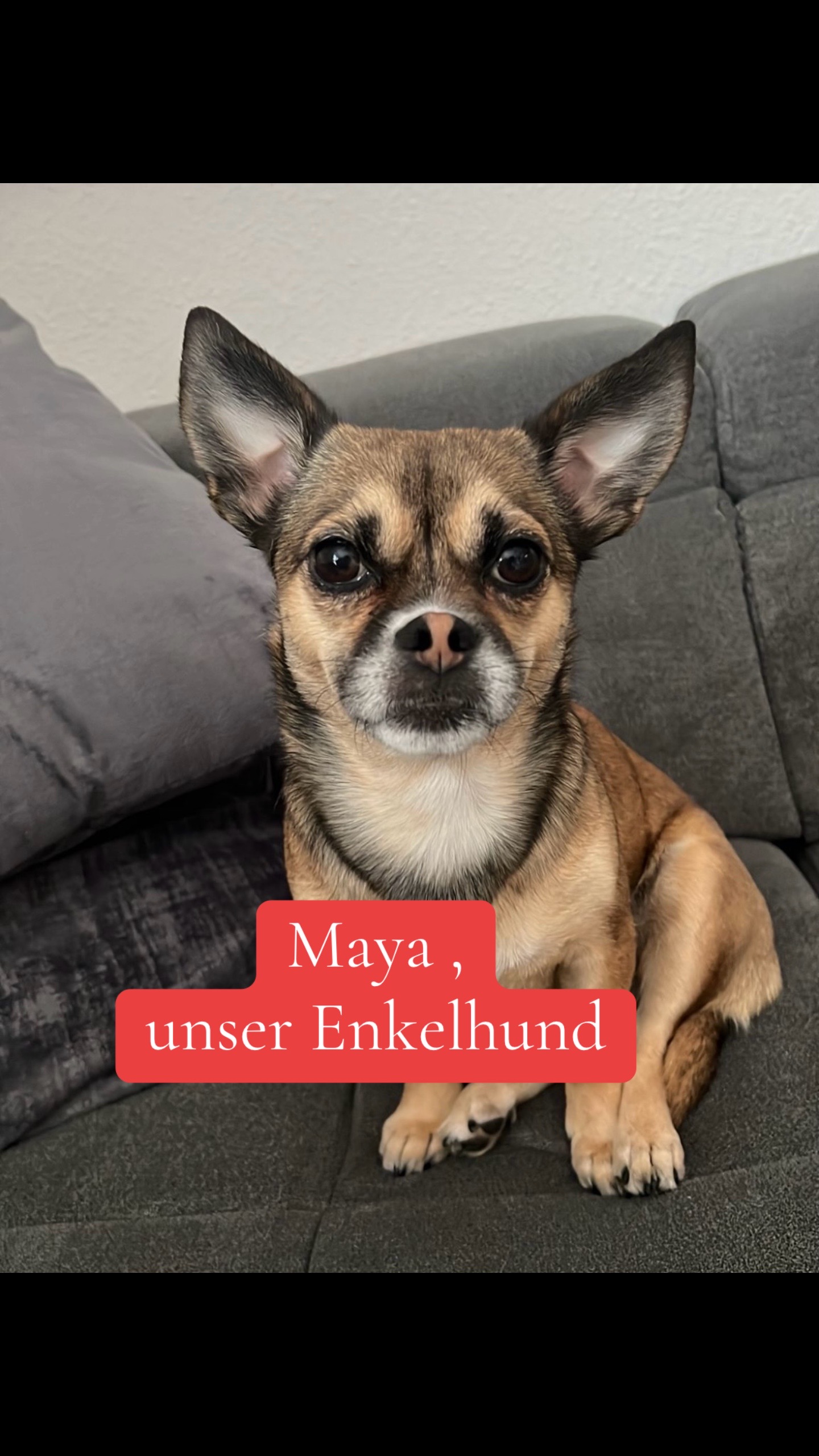 @Ichsch&uuml;tzekinderundtiere