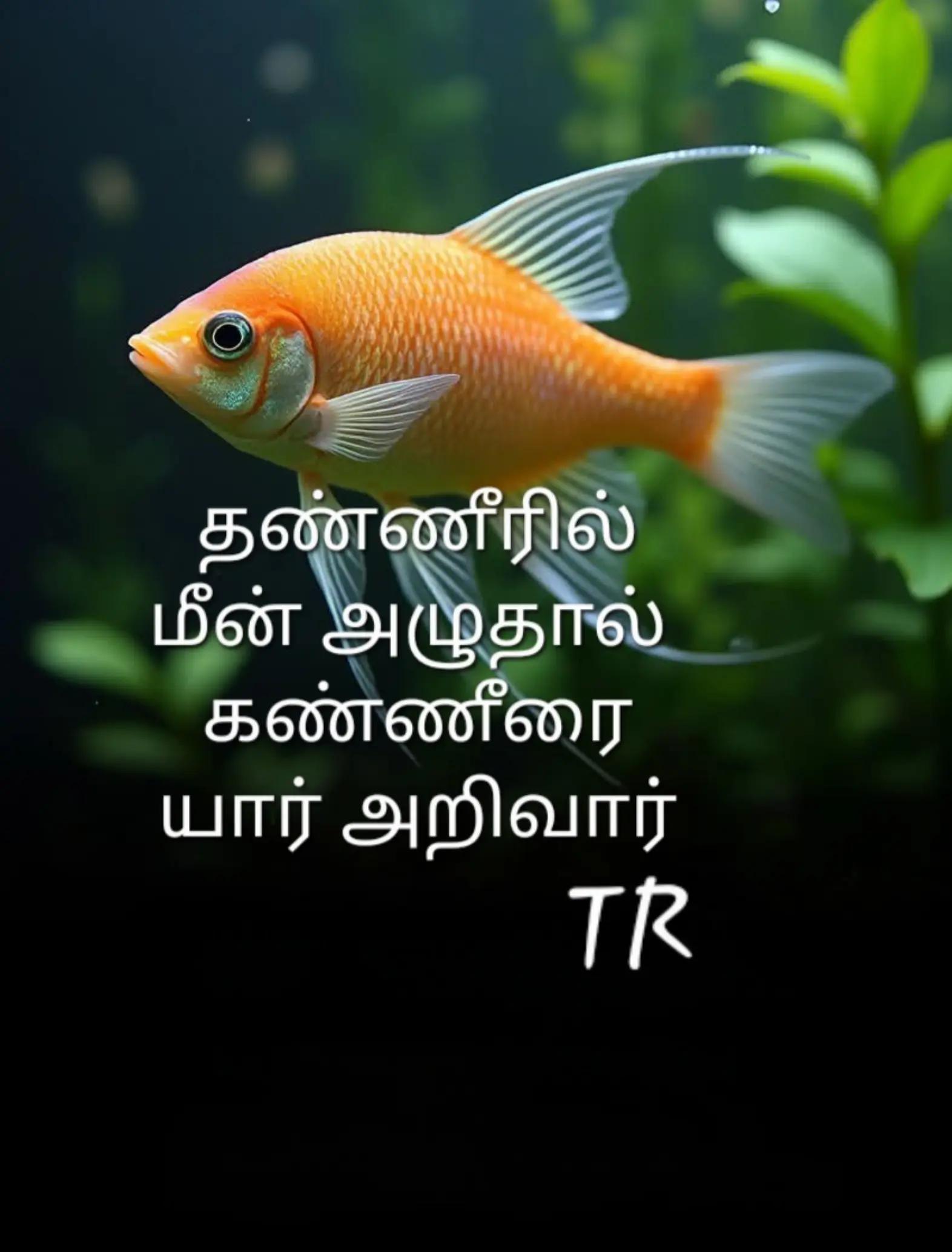 @sinna seeli