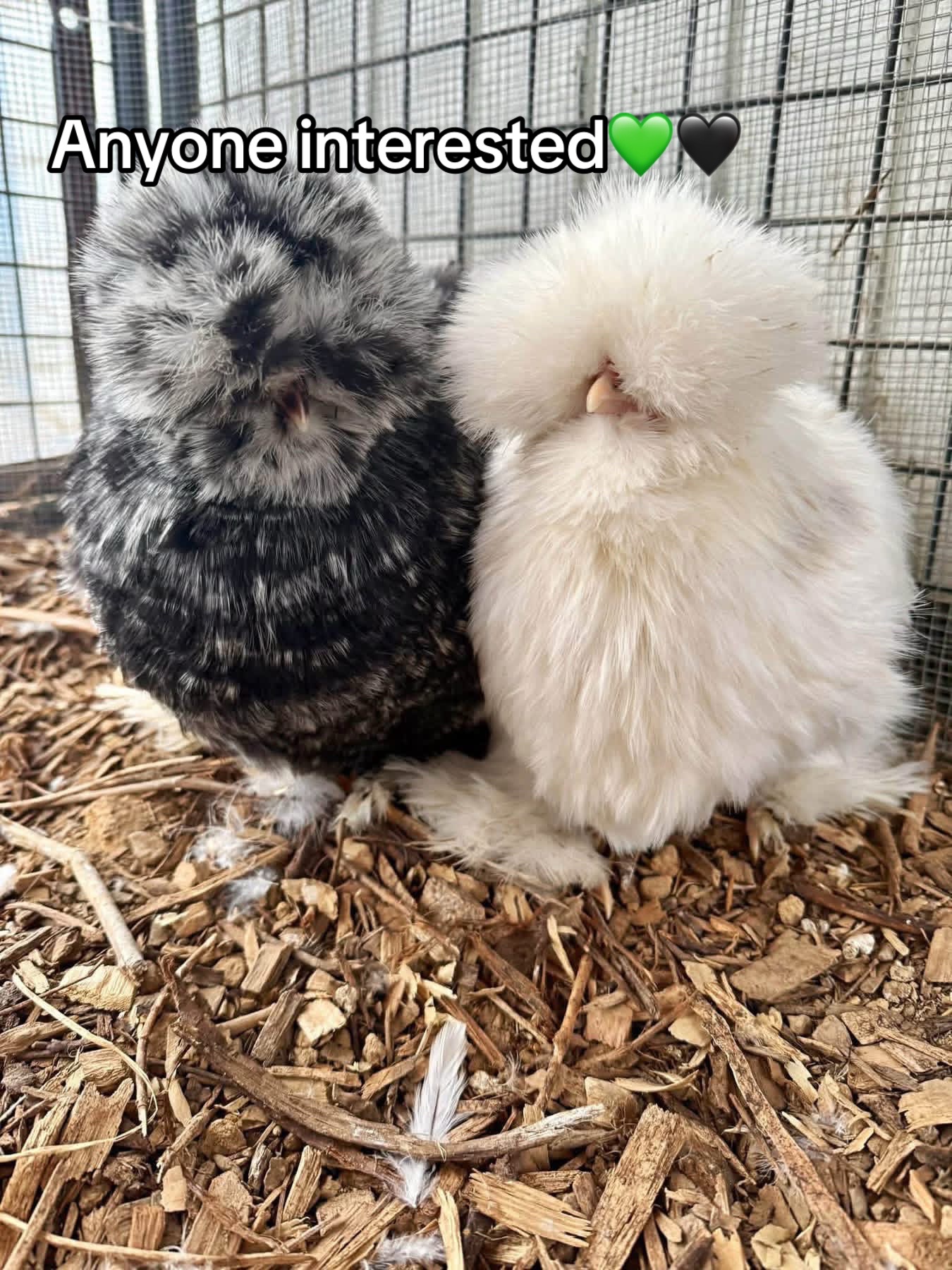 @Matthew’s Feathered Farm