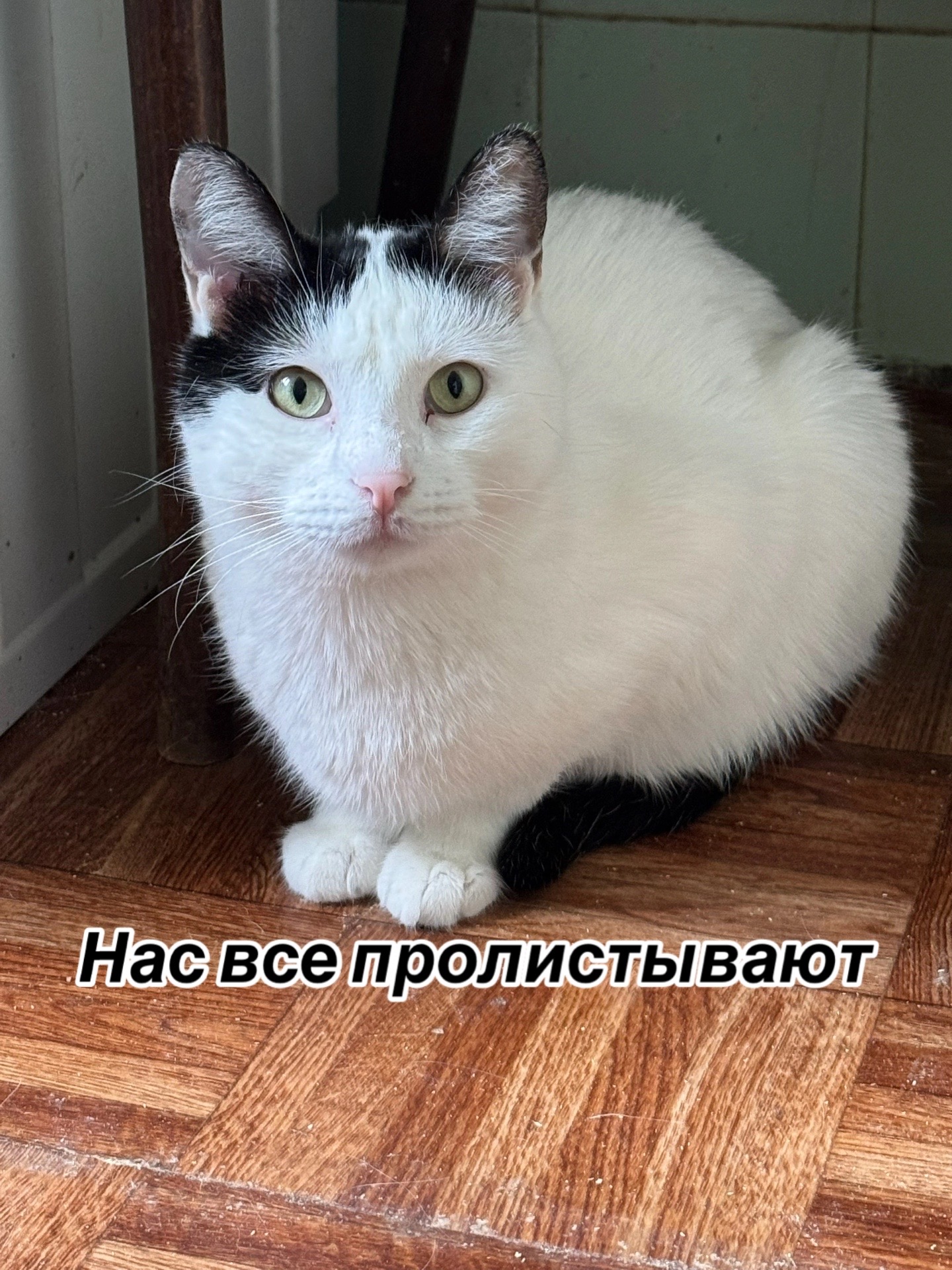 @Приют Потеряшка