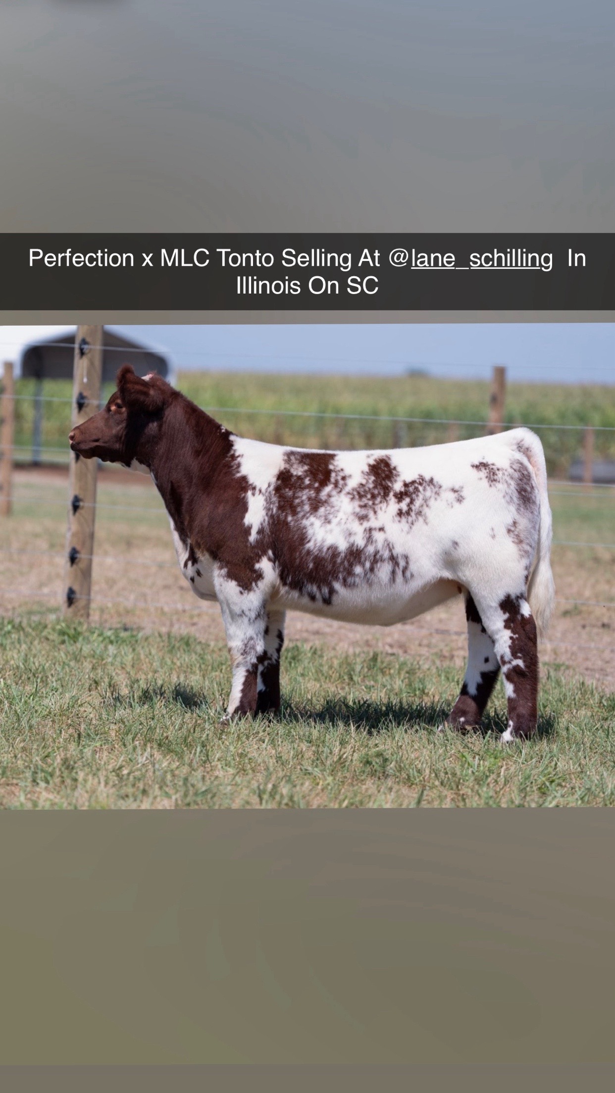 @Matt Lautner Cattle USA