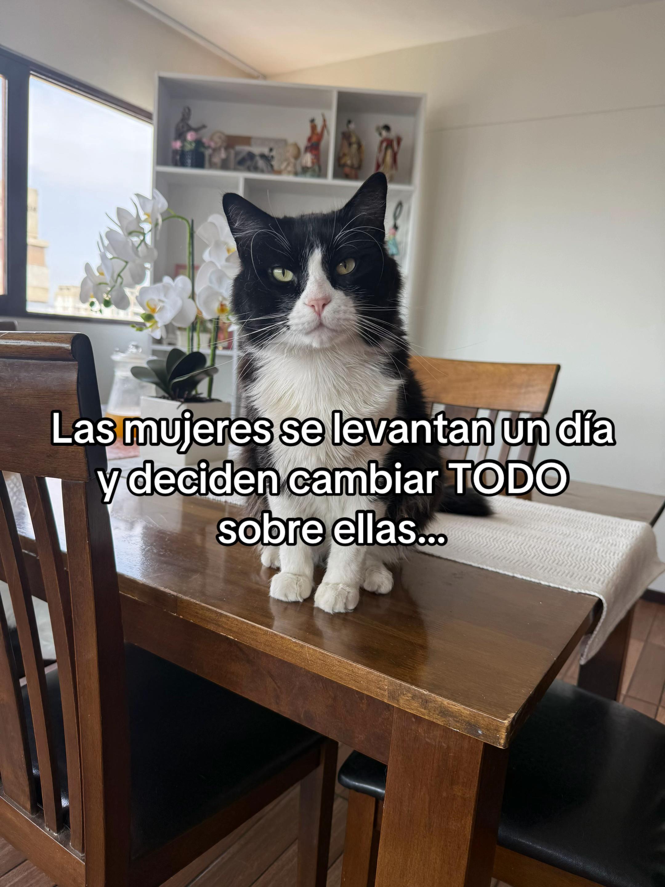 @Not Maggie360 🐈⬛