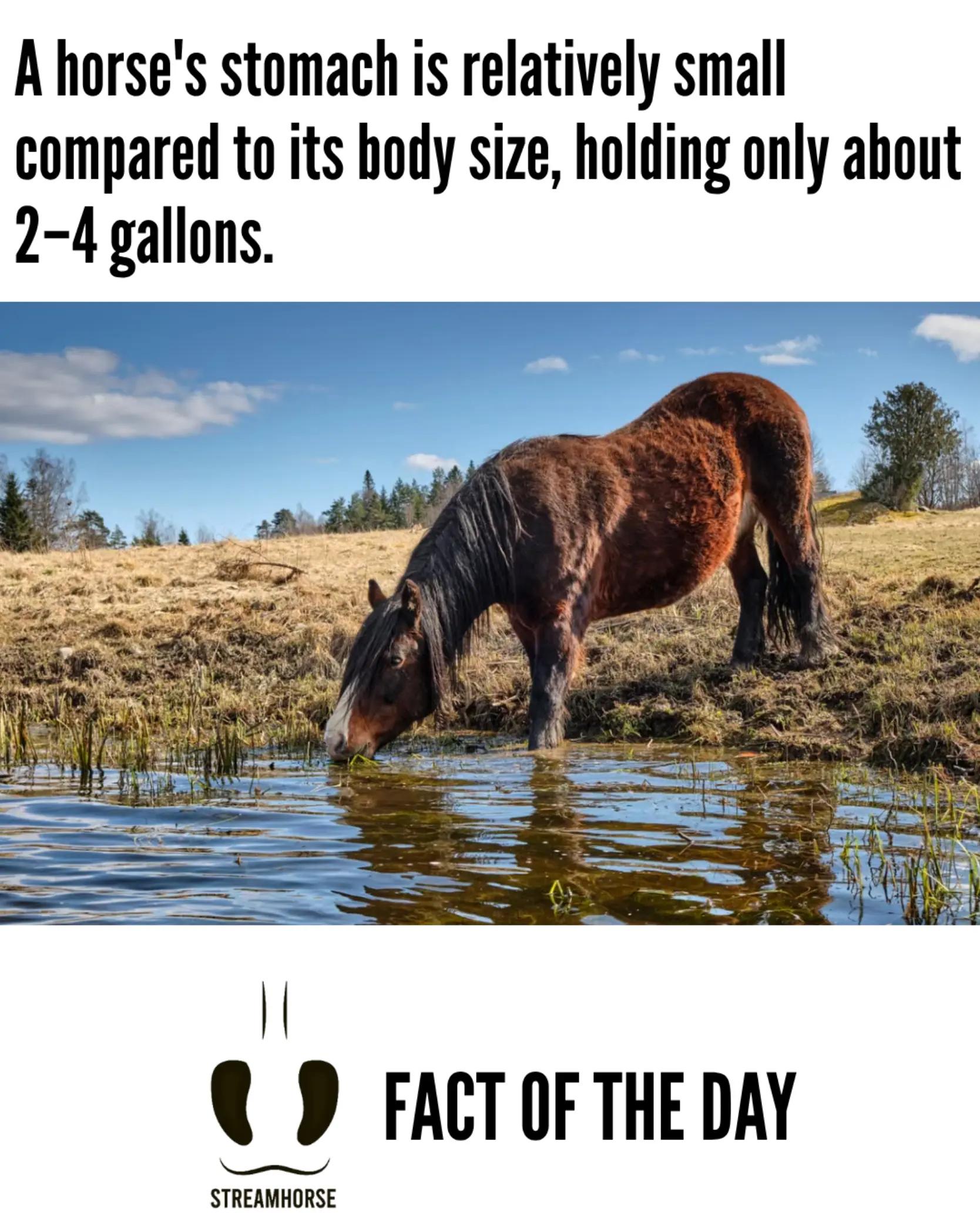 @streamhorse
