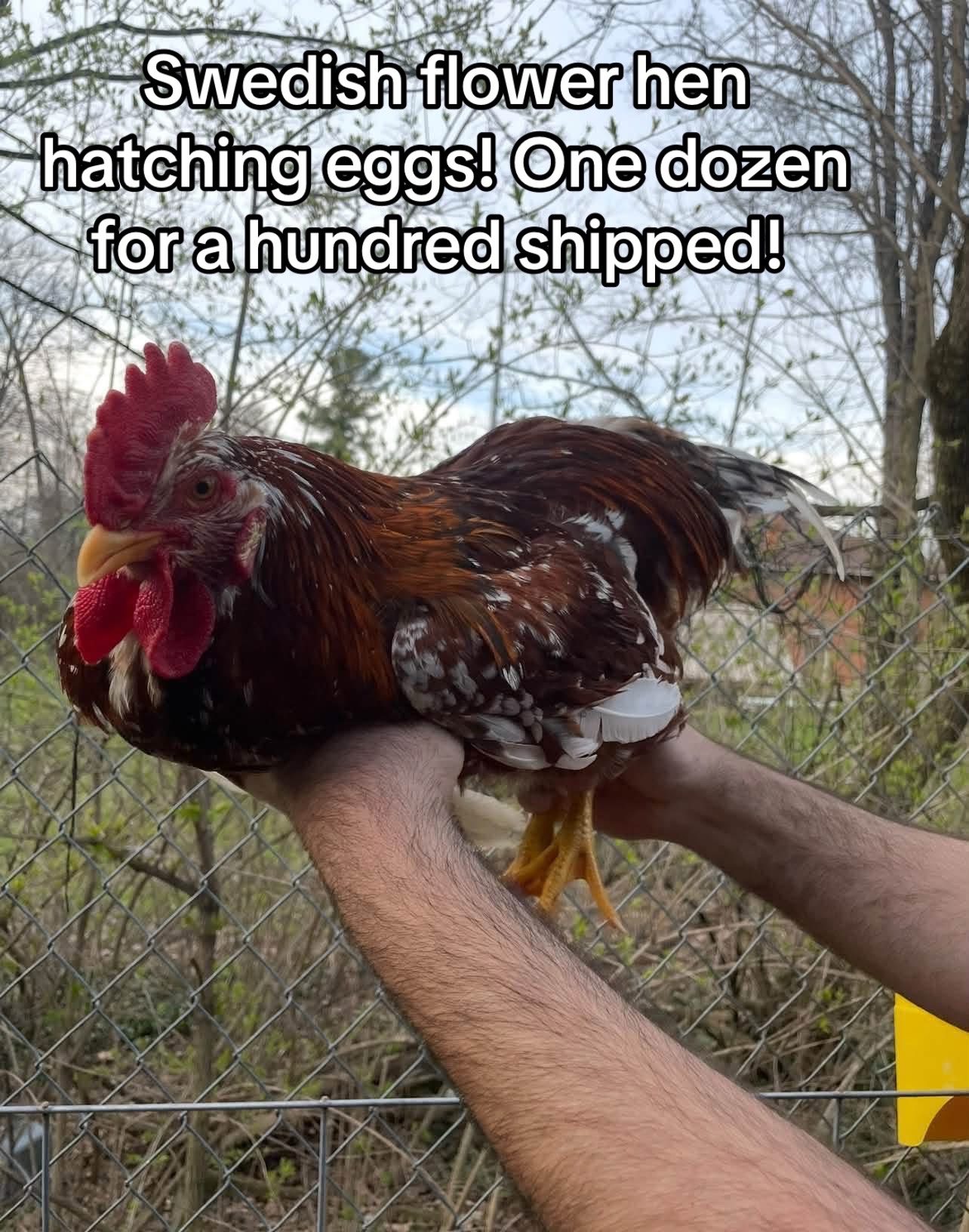 @Matthew’s Feathered Farm