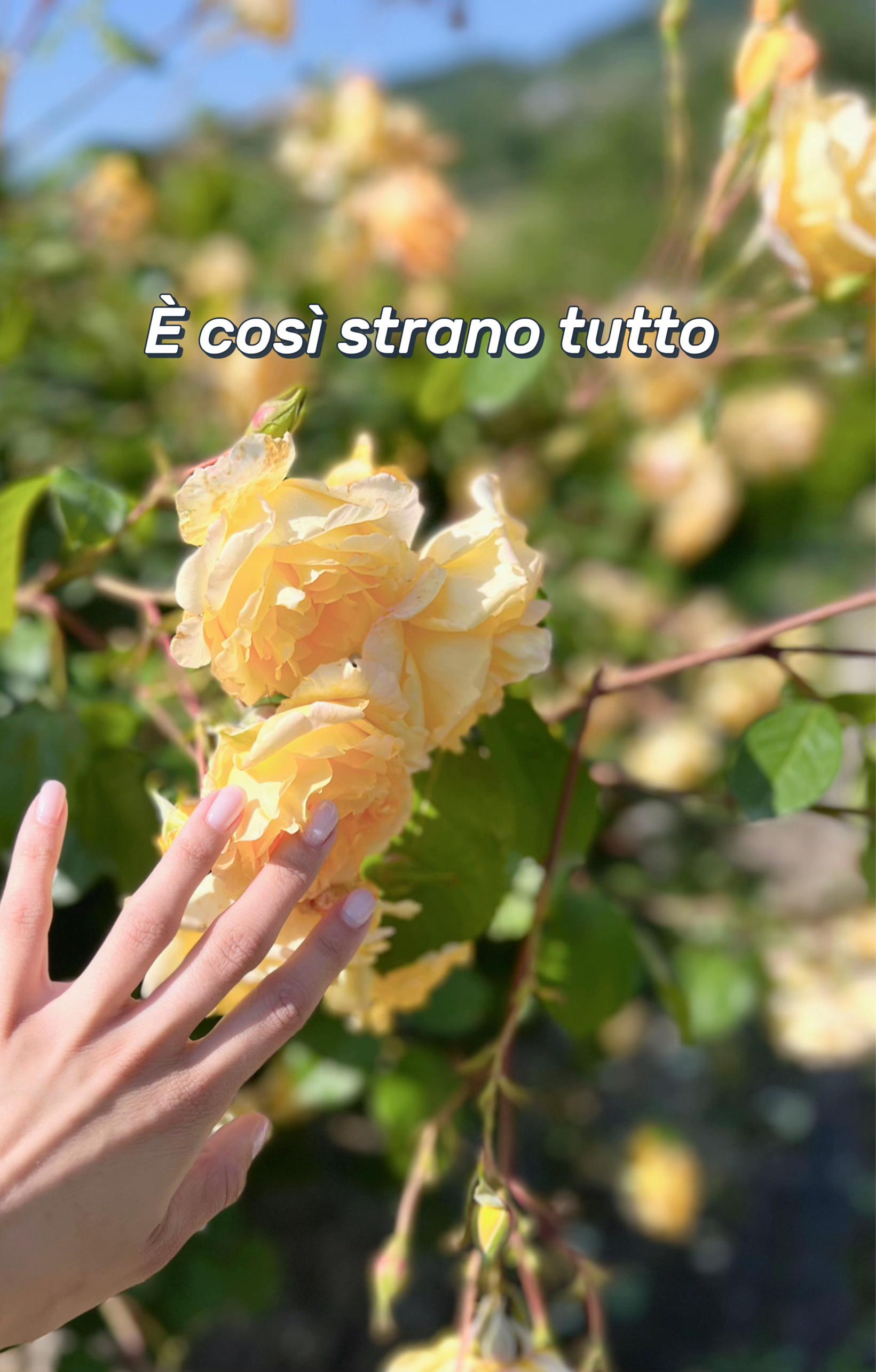 @dalisia_ds