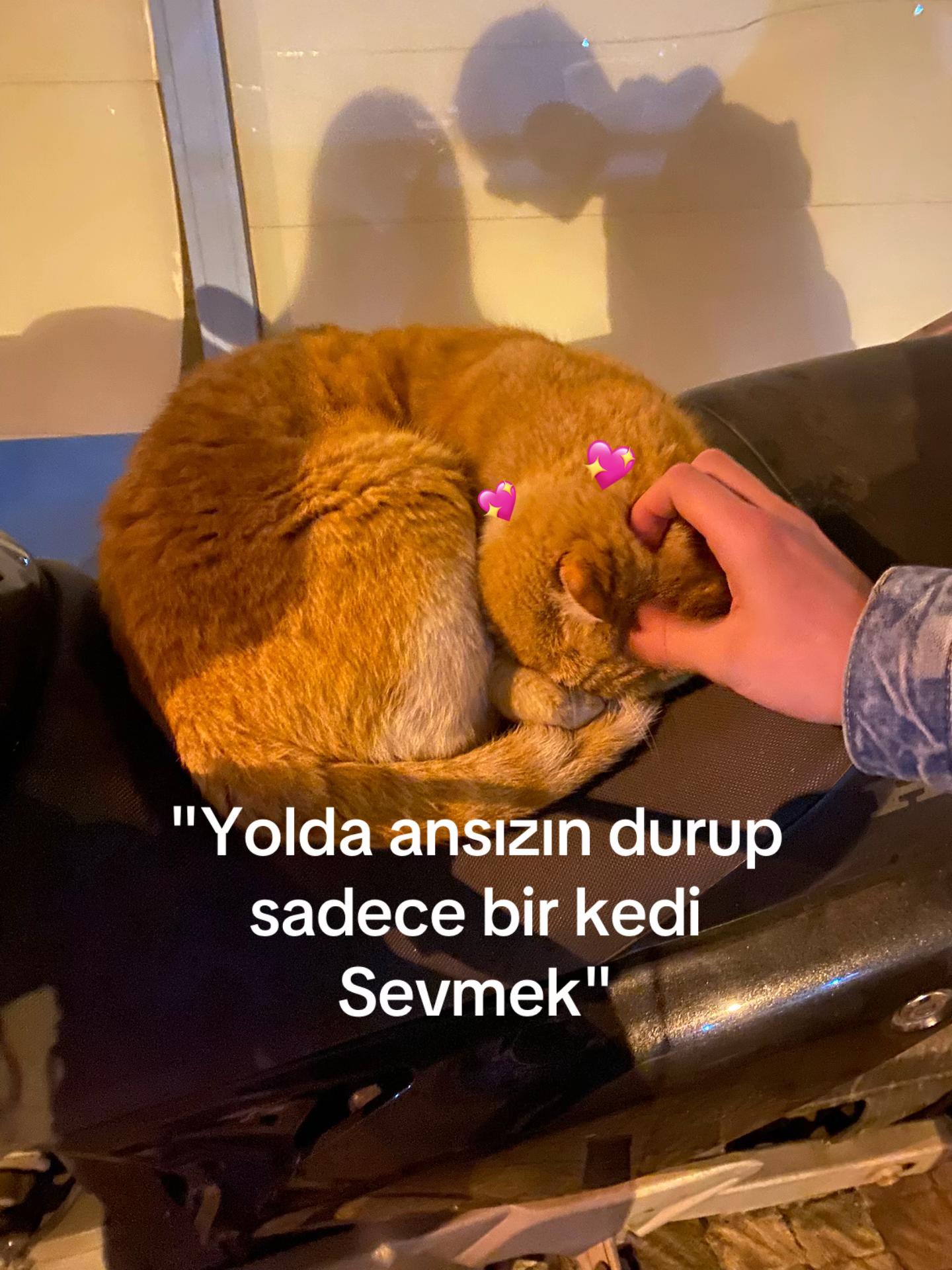 @Şapkalıkız