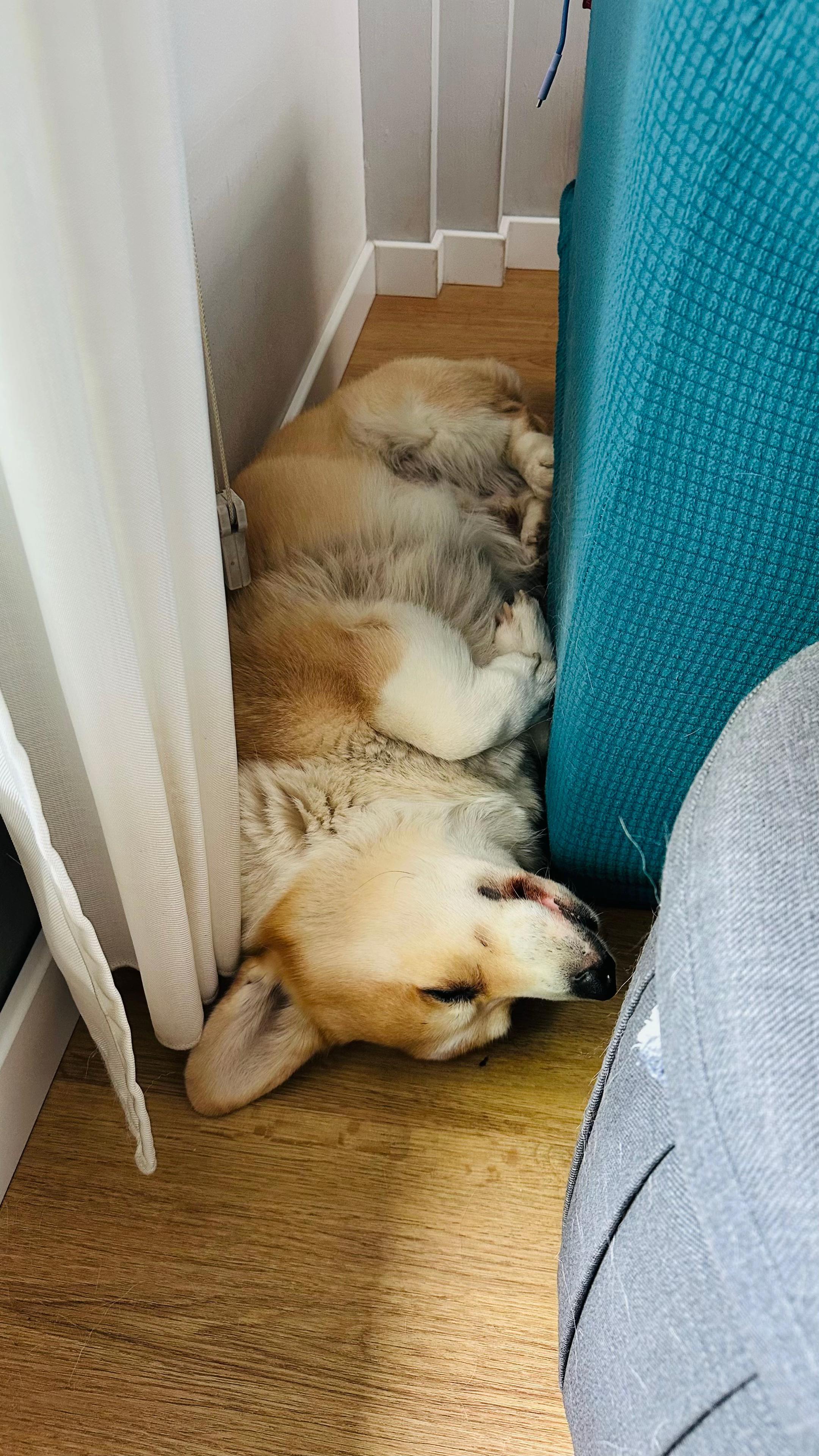 @Cheddar the Corgi