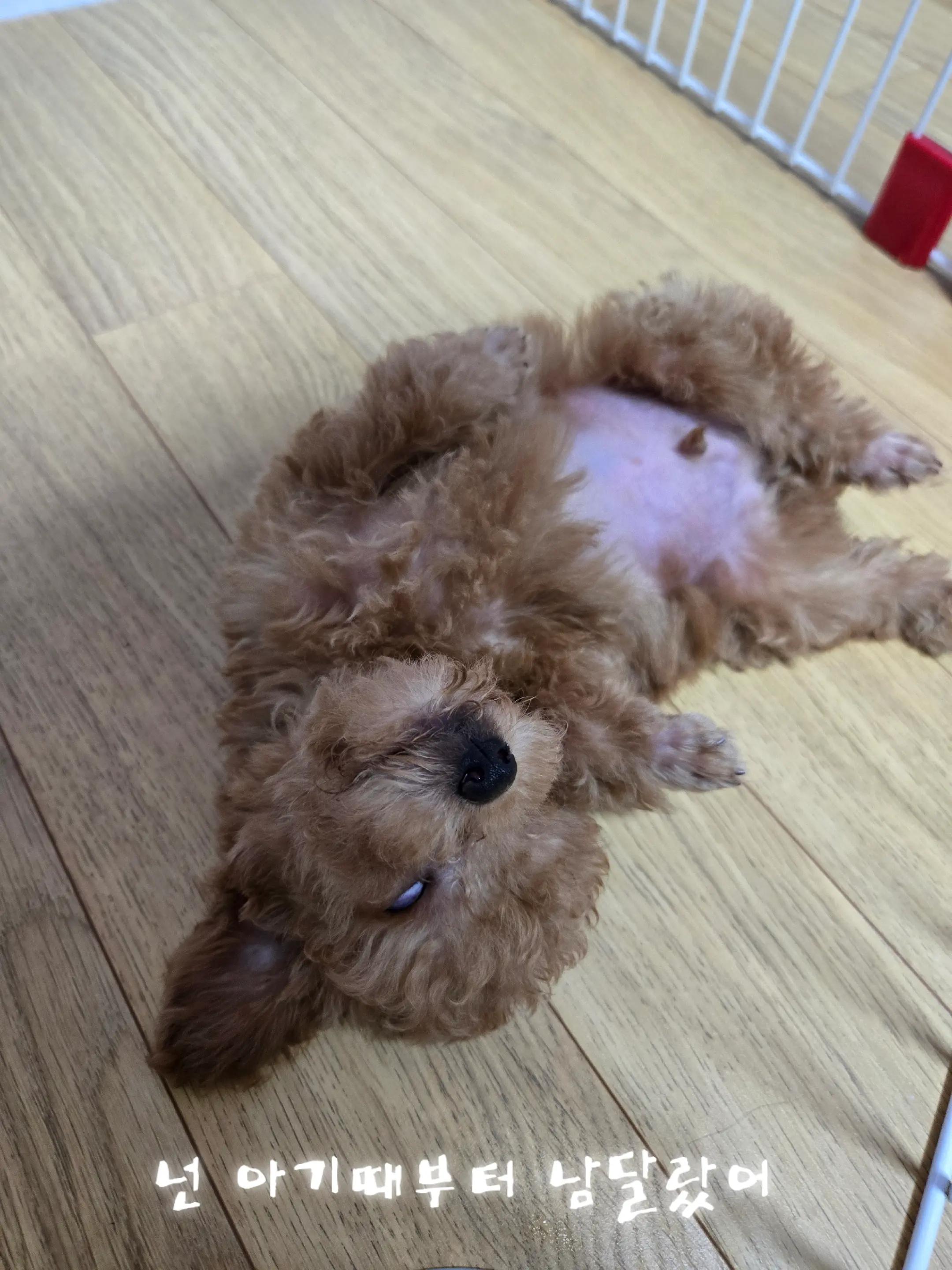 @몽이쒸네~푸들