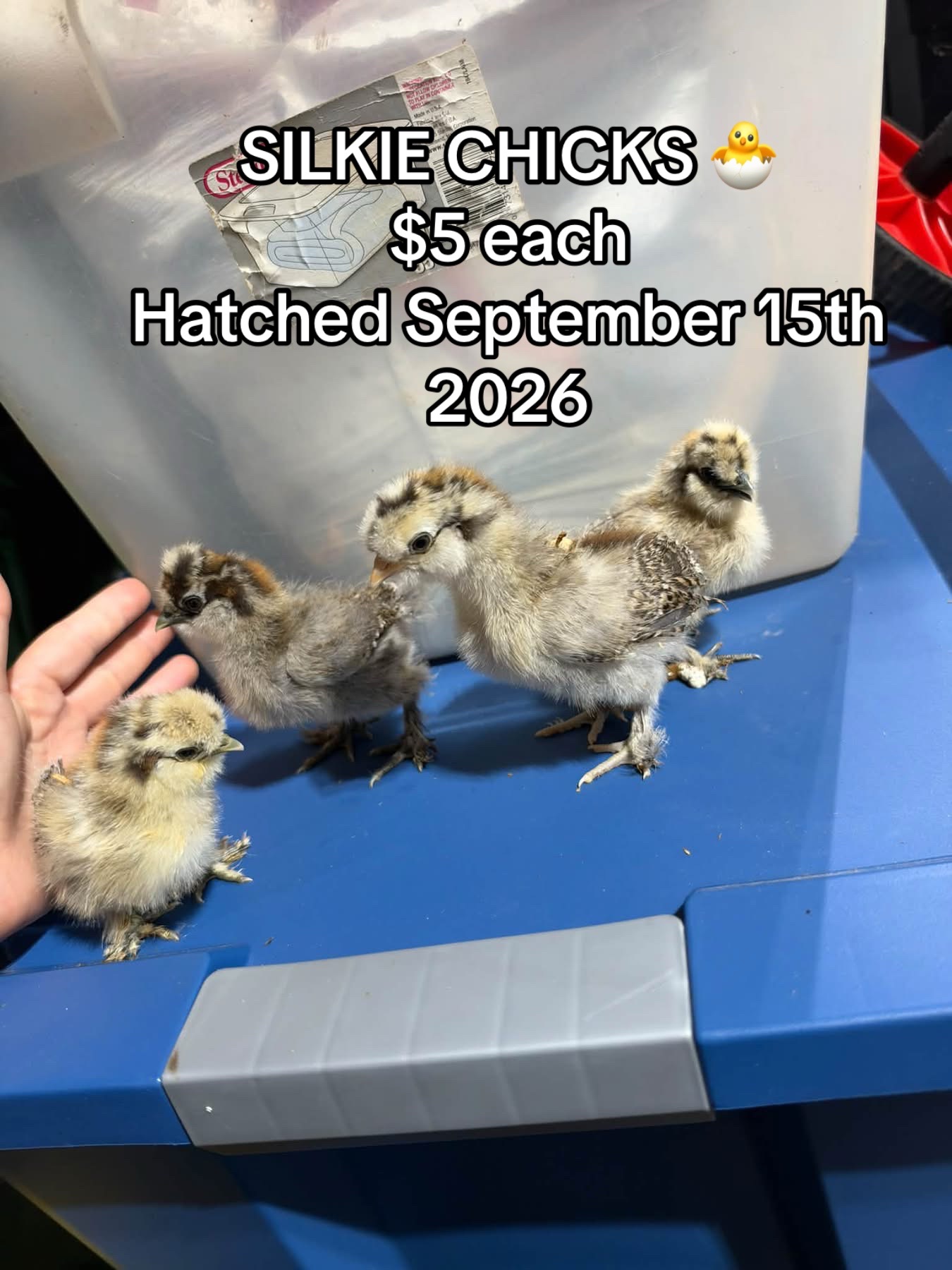 @Matthew’s Feathered Farm
