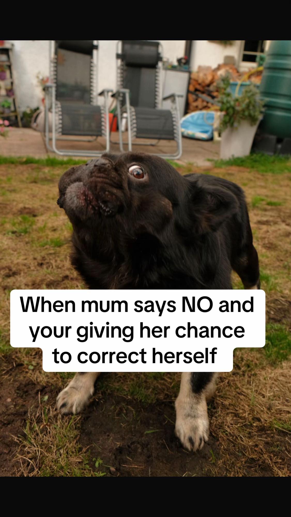 @Cheshire elite frenchies